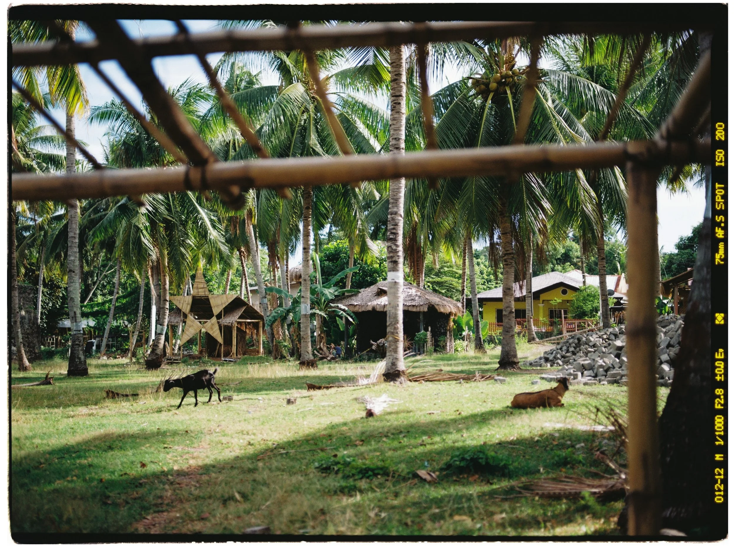A tropical scene viewed through a bamboo fence with palm trees, huts, and animals lying on the grass.