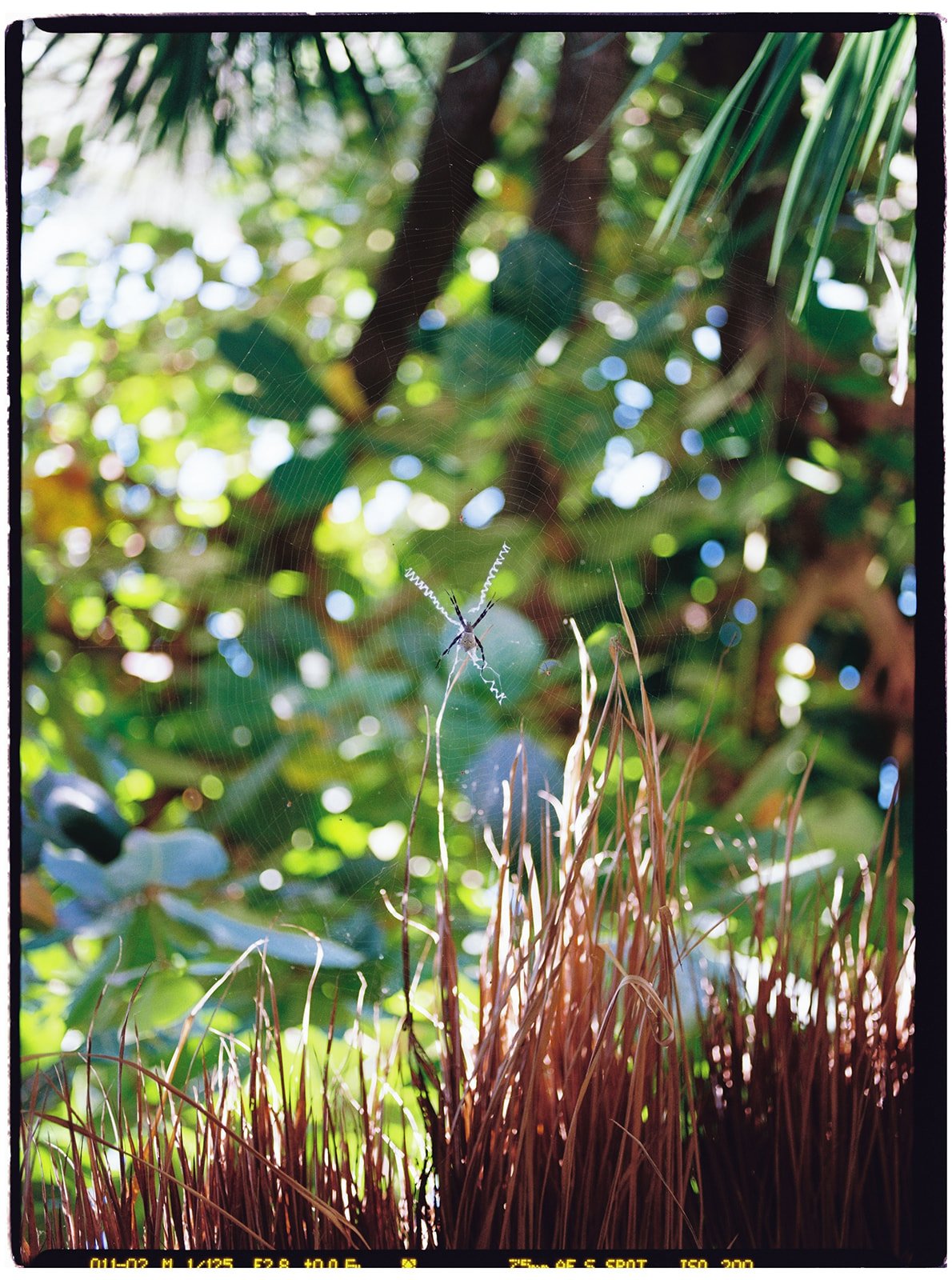Philippines_pentax_2_websize.jpg