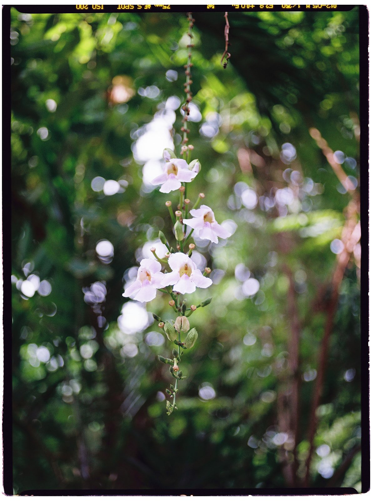Philippines_pentax_20_websize.jpg
