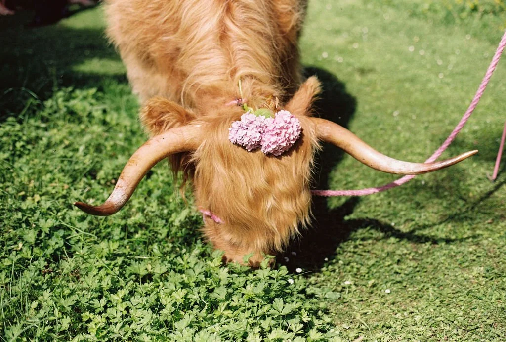 Pippa&Angus_0356.JPG