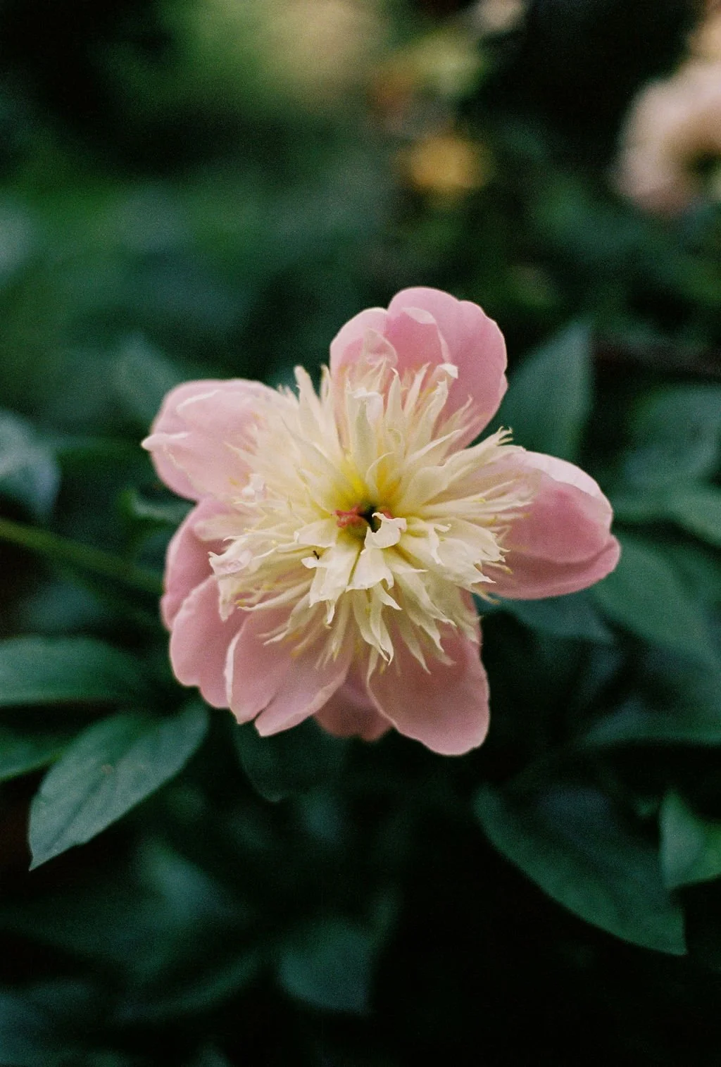 Close-up of a pink and yellow flower surrounded by green leaves.