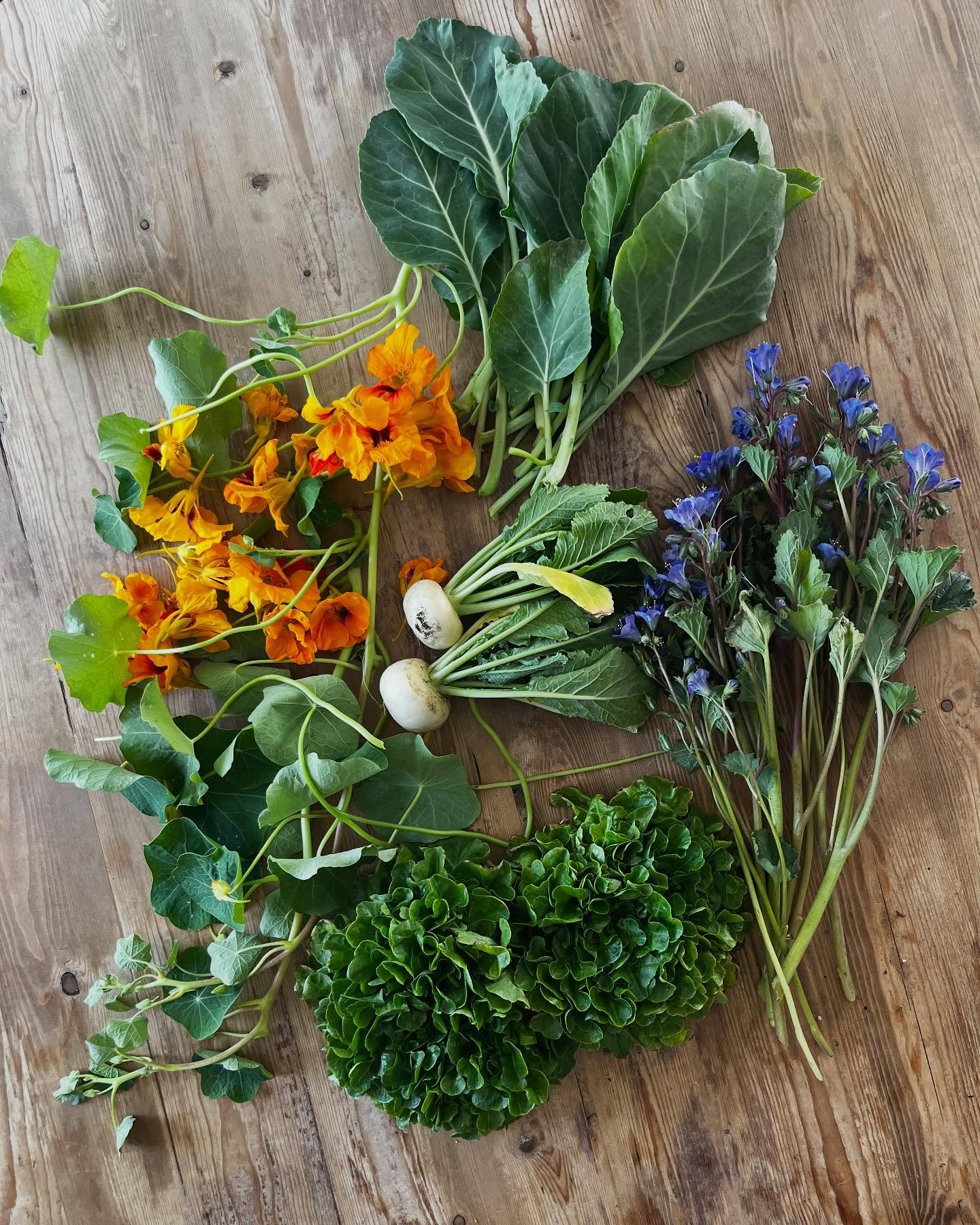 🌱✨ A sweet little weekend harvest! Just look at this bounty from a small garden bed&mdash;proof that you can grow so much food in even the tiniest spaces. 🥕🍅🥬 Whether it&rsquo;s fresh greens, crunchy turnips, or edible flowers, there&rsquo;s noth