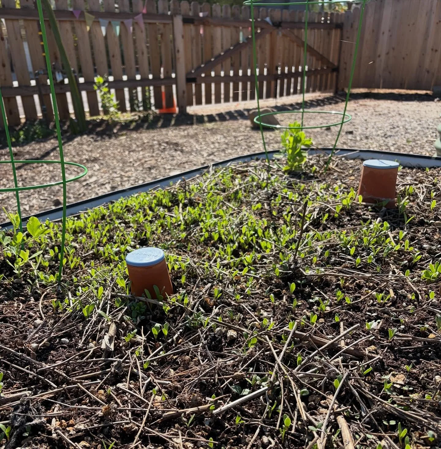 🌱 Monday mood: fresh starts + new growth! 🌞

There&rsquo;s something magical about seeing tiny seeds turn into something beautiful &mdash; a perfect reminder that every week is a chance to begin again.

If you&rsquo;ve been thinking about growing y