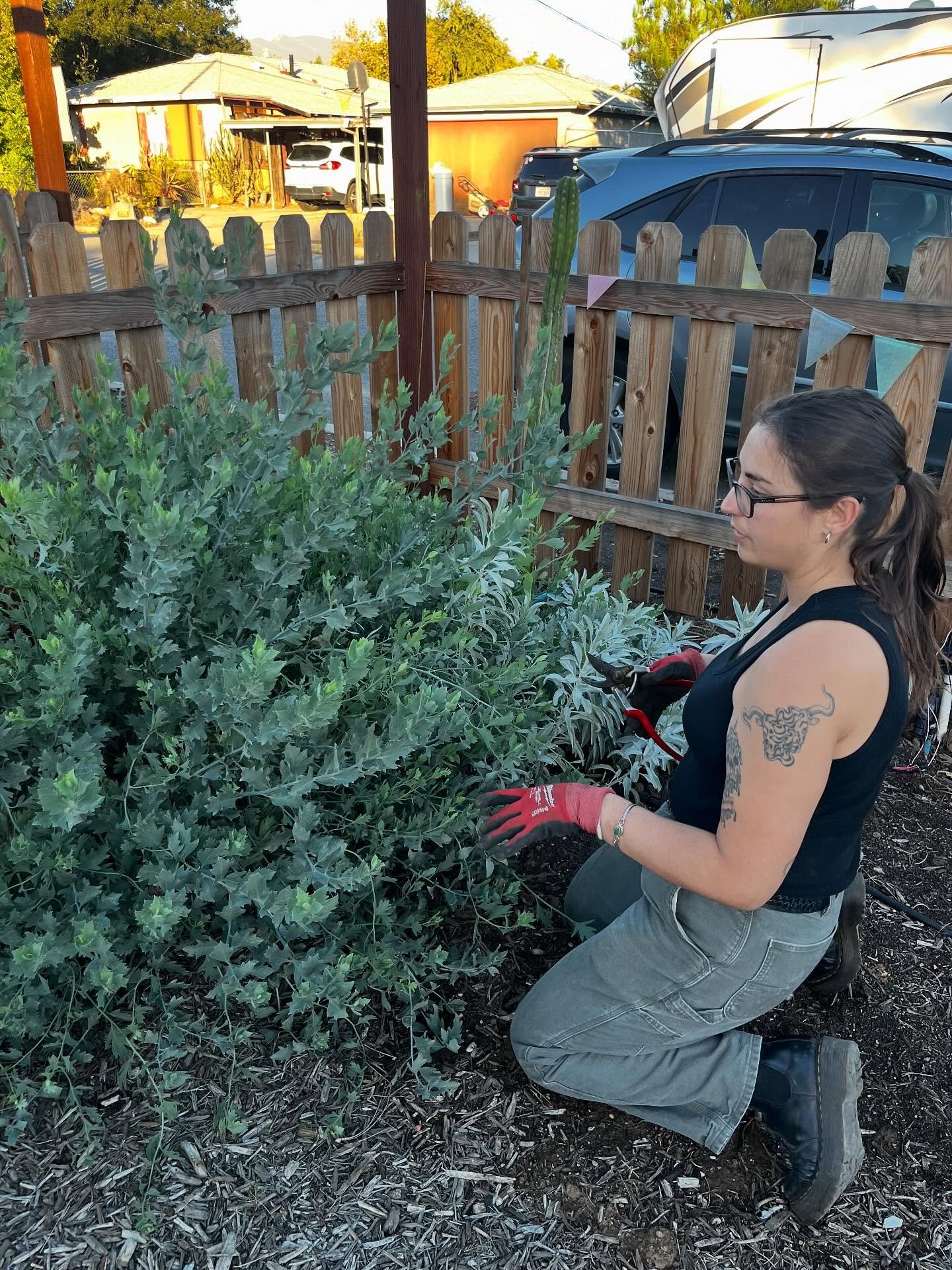 🌼 What a difference a year makes! 🌿

These gorgeous Matilija poppies &mdash; often called the &ldquo;fried egg flower&rdquo; 🍳 &mdash; were planted just last year, lovingly propagated by friends of the garden @thimble.and.seed and in this picture 