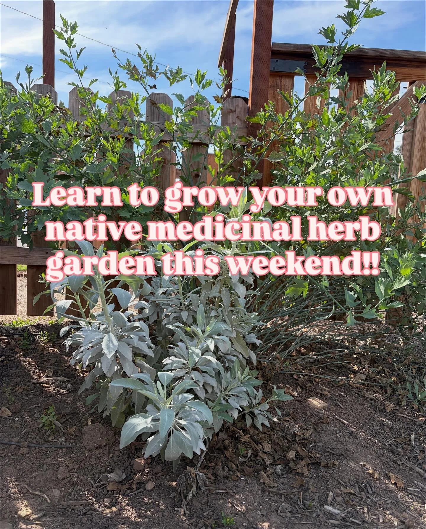 🌿 Join us on Sunday, Nov 16 @ 3 PM in beautiful Ojai for &ldquo;Growing an Apothecary: Native Medicinals&rdquo; with local herbalist &amp; gardener Lauren Snyder of @thimble.and.seed #at Meiners Oaks Community Garden!

Learn how to plant, care for &