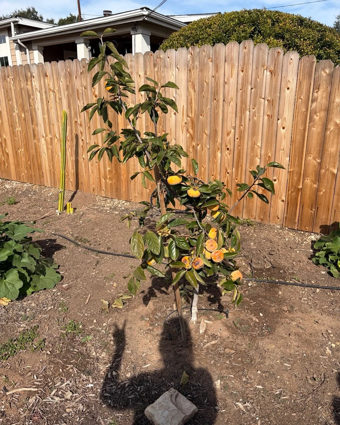 Our lovely persimmon tree &mdash; donated and installed by @ojaitrees just last year &mdash; is already producing and sharing her abundance with our gardeners 🍊

In a season that can get loud with consumerism, we&rsquo;re extra grateful for the quie