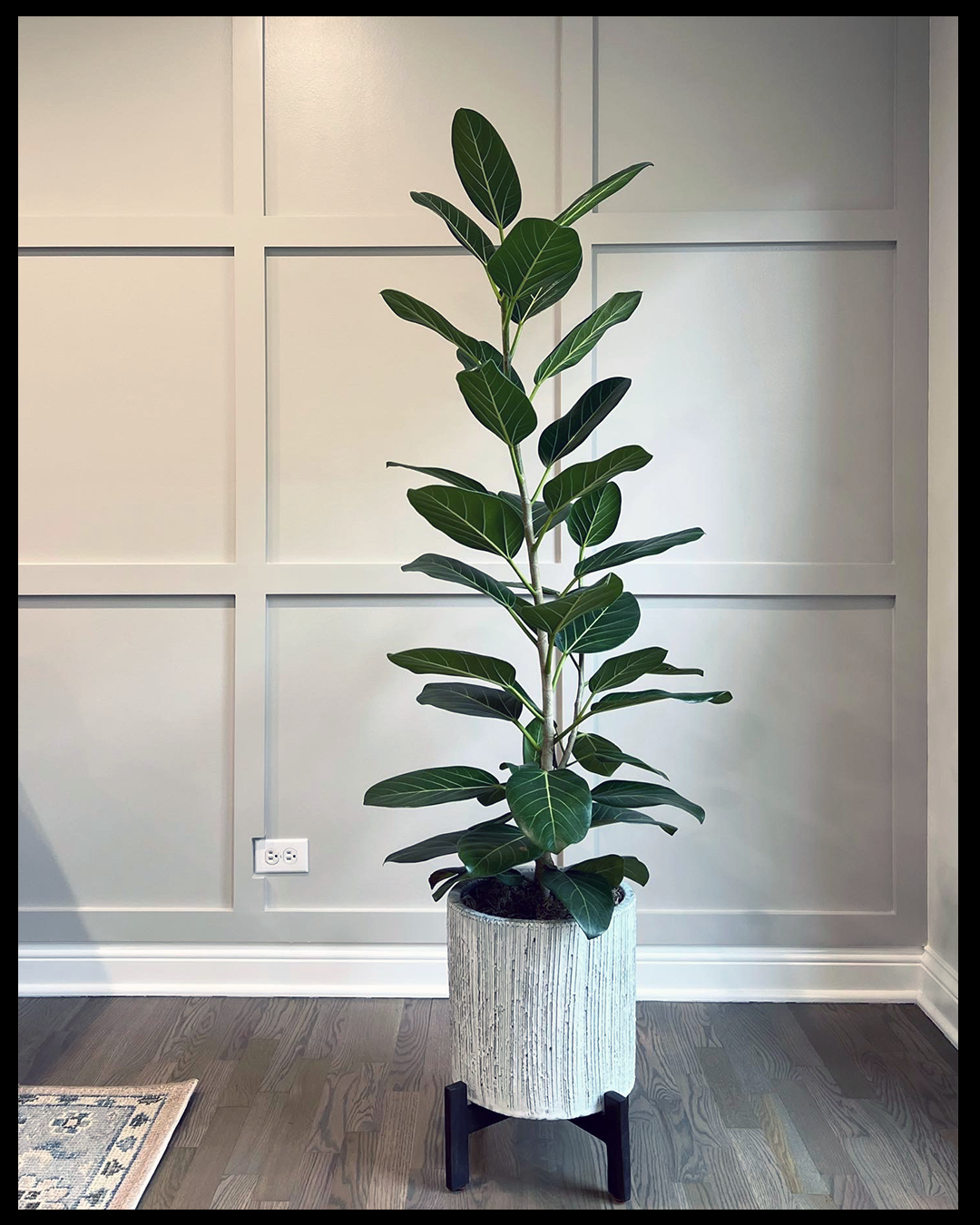 custom accent wall with plant.png