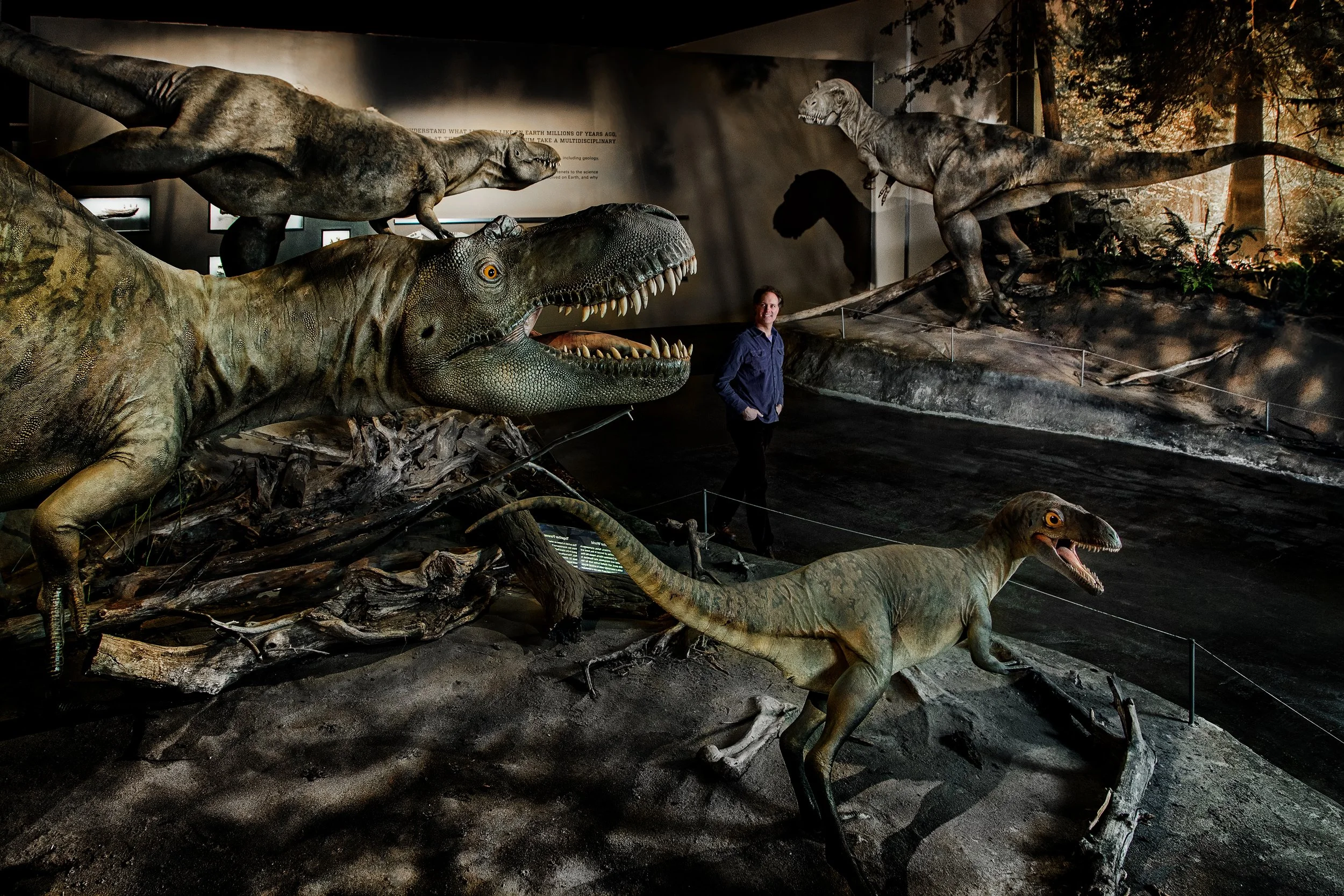 A museum exhibit featuring life-sized models of T-Rex and other dinosaurs, with a man standing among them.