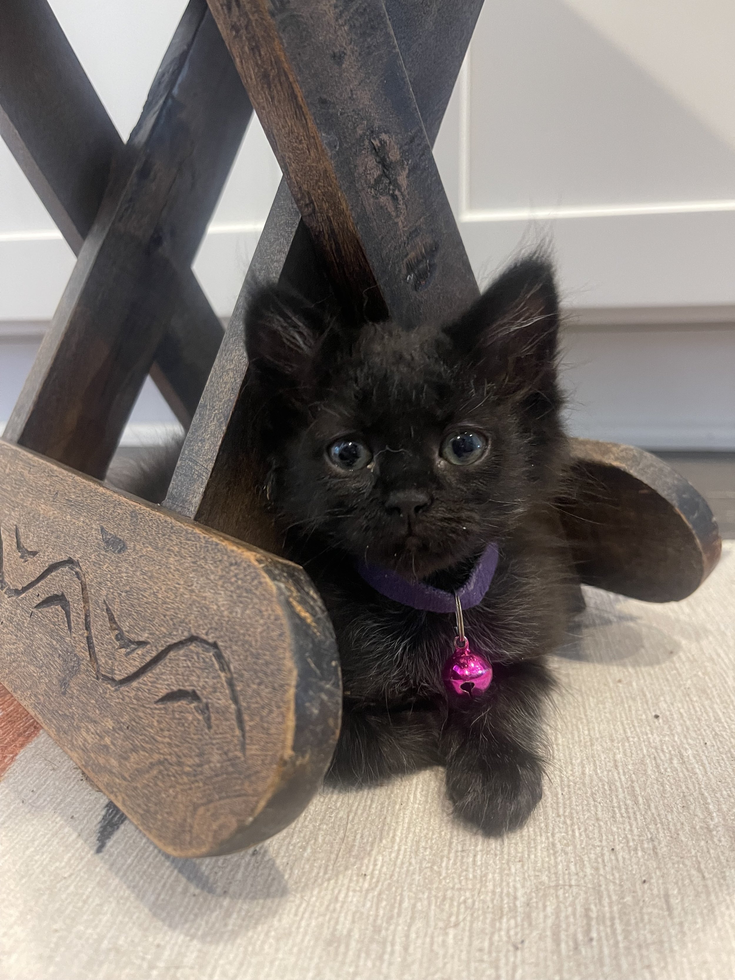 Opal (May 2024)
