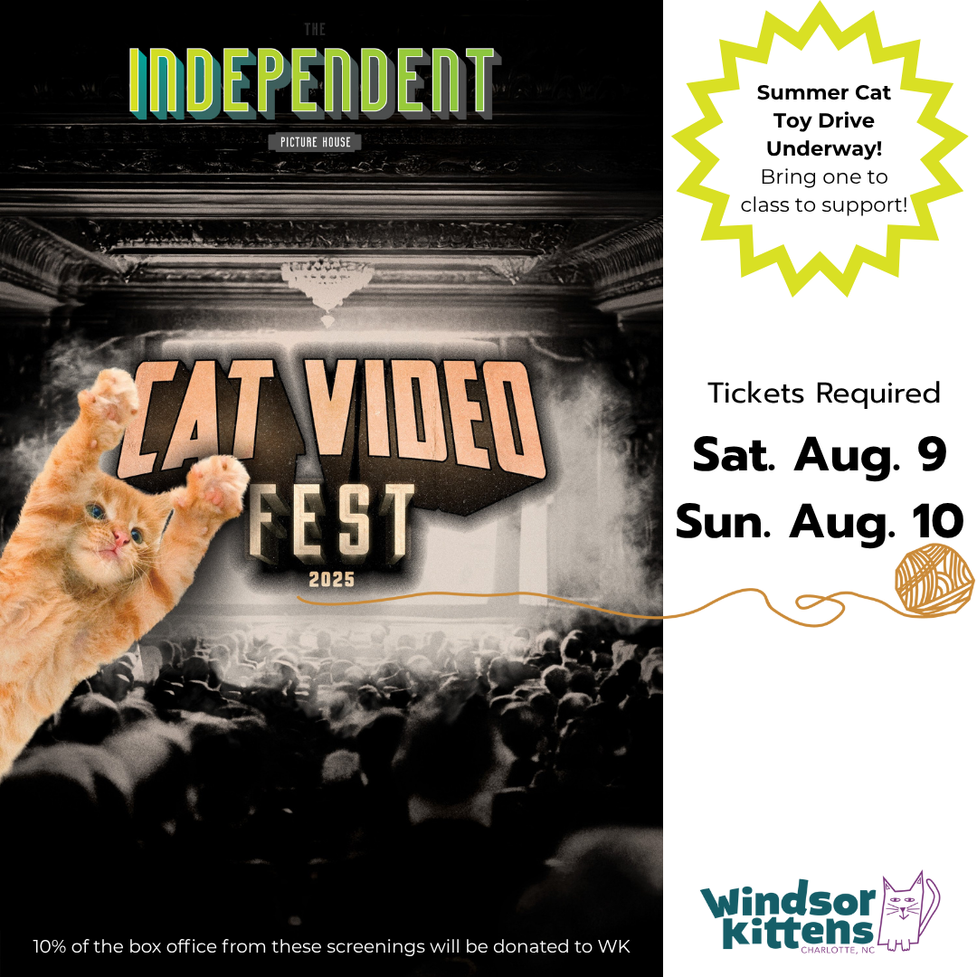 Cat Video Fest 2025