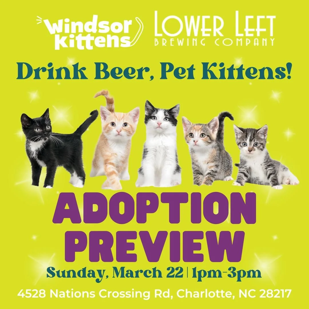 Adoption Preview Event @ Lower Left Brewing Company (March 22nd)