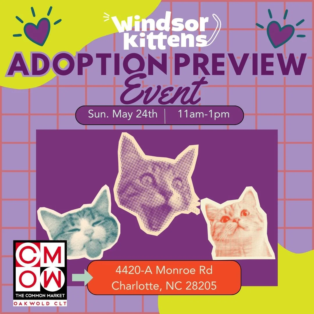 Adoption Preview Event: Common Market Oakwold (Sun. May 24th)