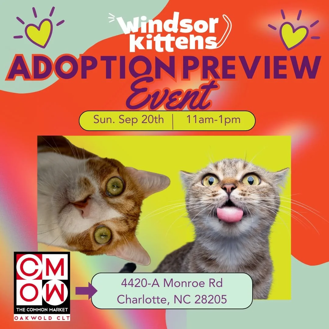 Adoption Preview Event: Common Market Oakwold (Sun. Sept. 20th)