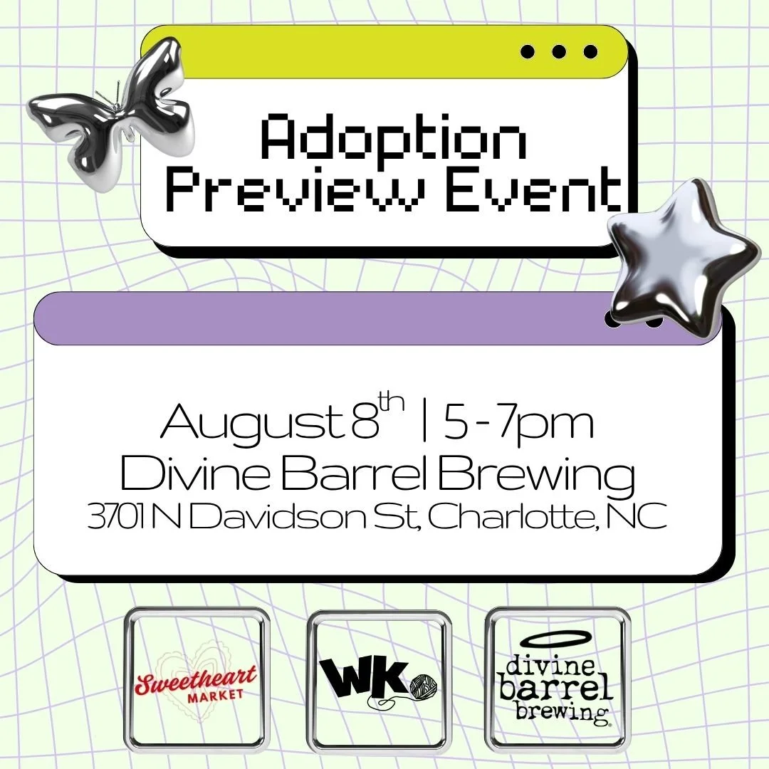 Y2K Adoption Preview Event: Divine Barrel Brewing (Sat. August 8th)