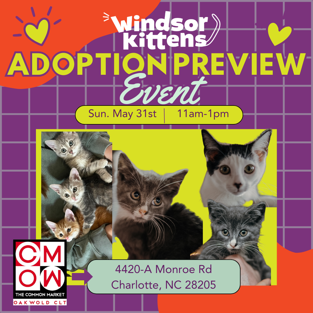 Adoption Preview Event: Common Market Oakwold (Sun. May 31)