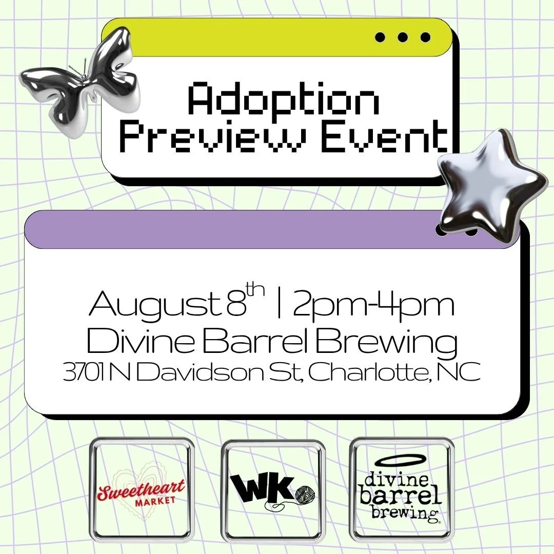 Y2K Adoption Preview Event: Divine Barrel Brewing (Sat. August 8th)