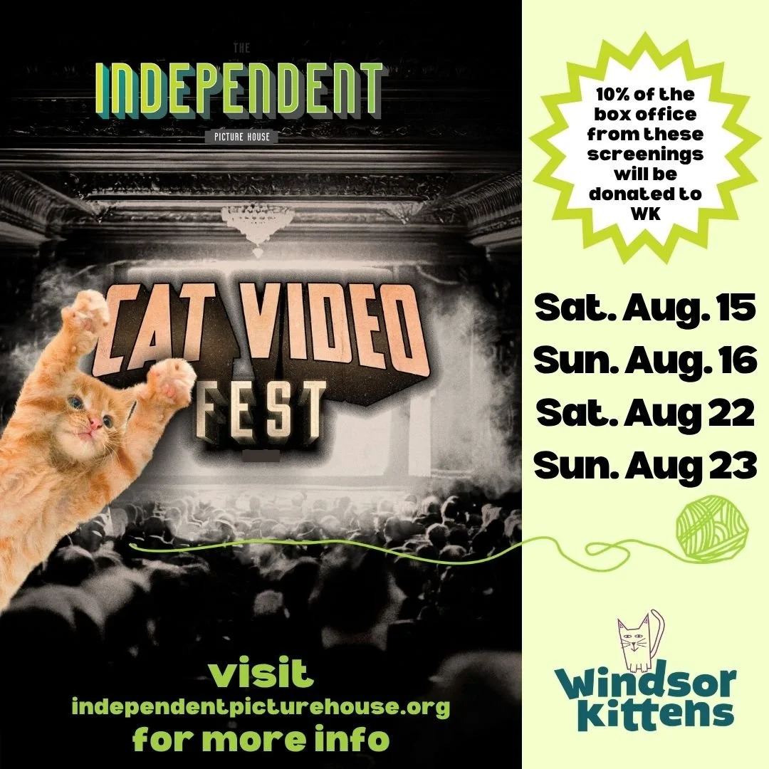 Cat Video Fest (8/15, 8/16, 8/22, 8/23)