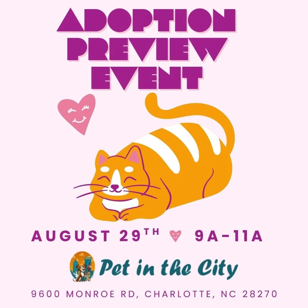 Pet in the City Adoption Preview Event (Sat. August 29th)