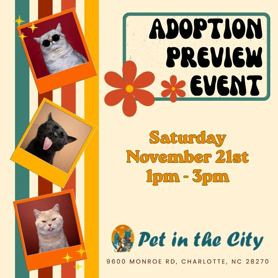 Adoption Preview Event: Pet in the City (Sat. Nov. 21st)