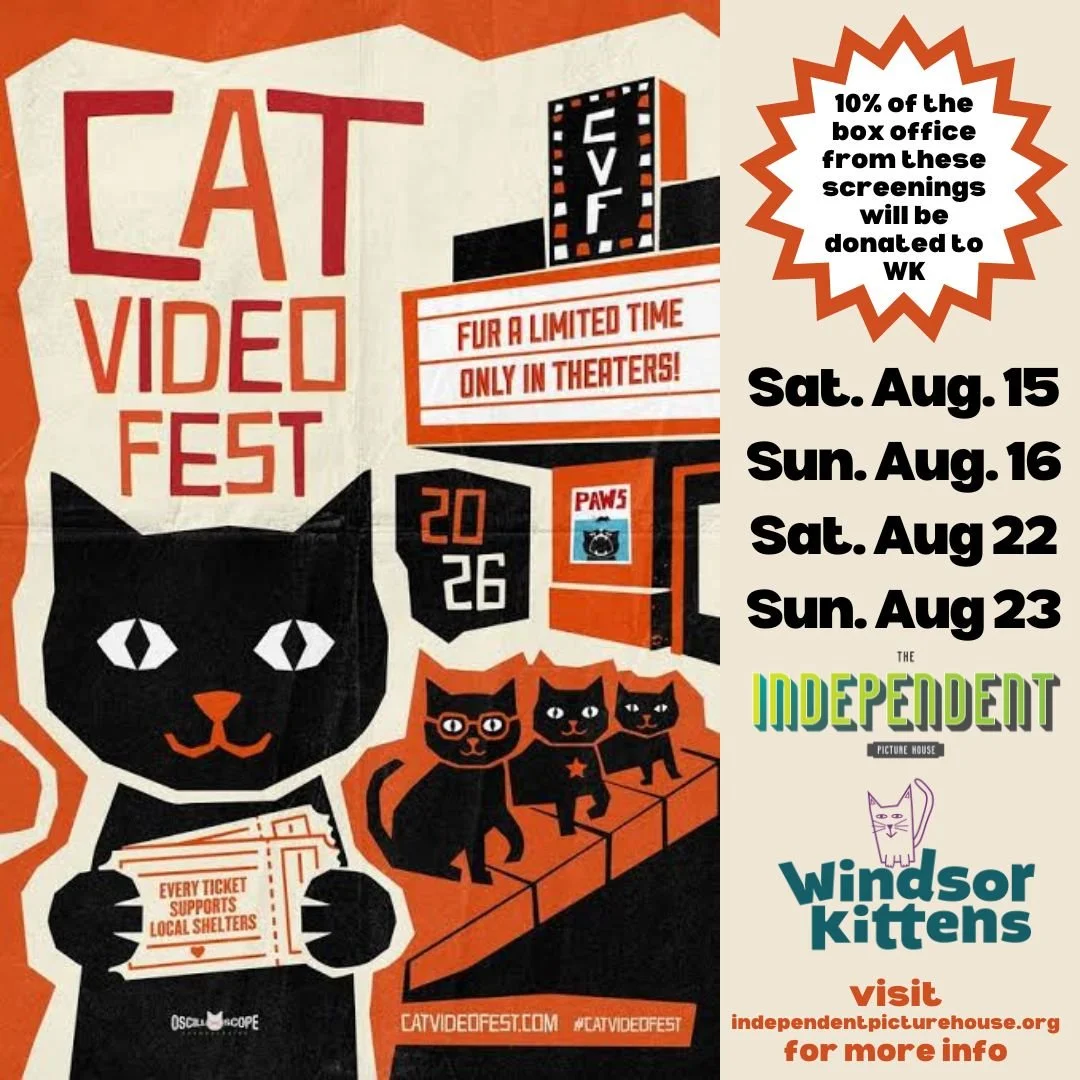 Cat Video Fest (8/15, 8/16, 8/22, 8/23)