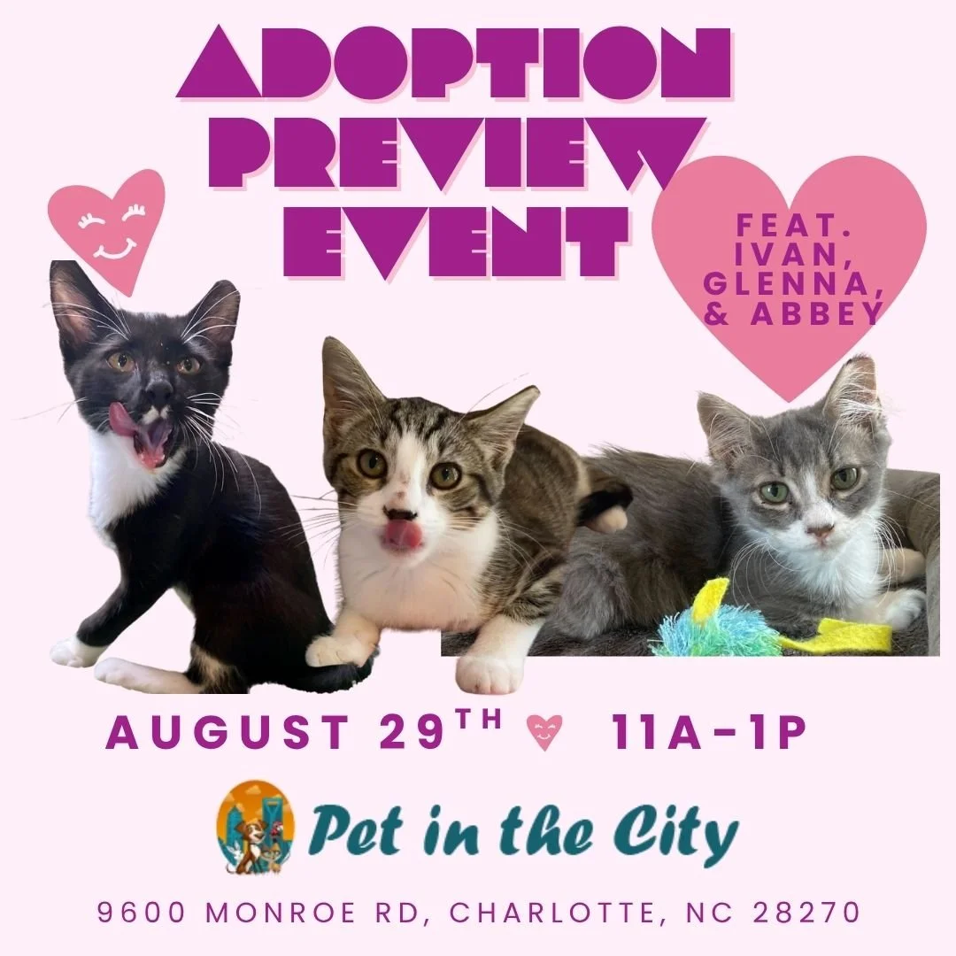 Pet in the City Adoption Preview Event (Sat. August 29th)