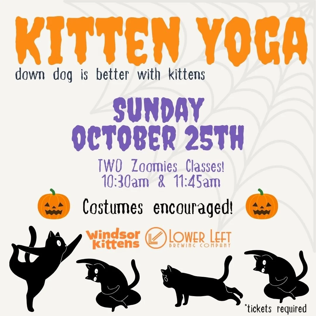 Kitten Yoga: Sun. Oct 25th Halloween Edition 🎃