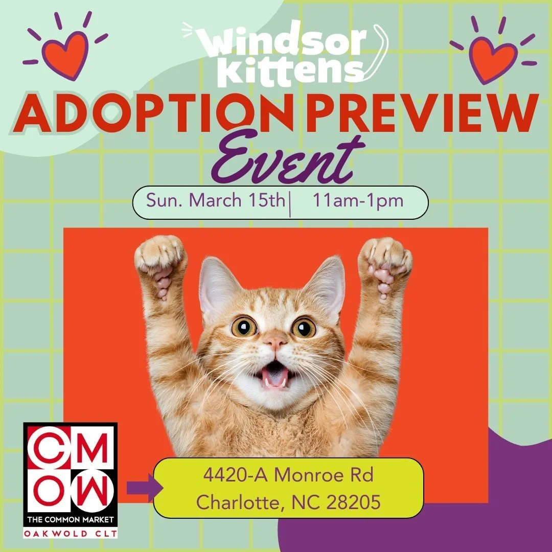 Adoption Preview Event: Common Market Oakwold (Sun. Mar. 15)