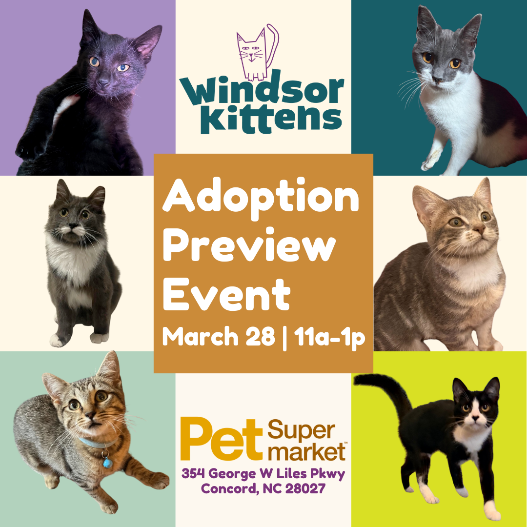 Adoption Preview Event: Pet Supermarket Concord (Sat. Mar. 28)