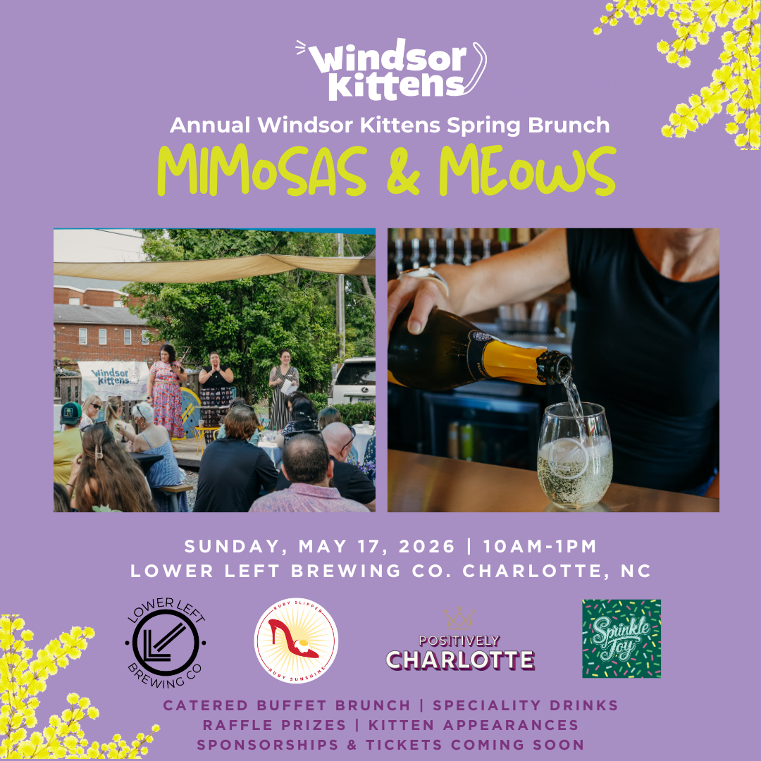 Spring Brunch: Mimosas &amp; Meows