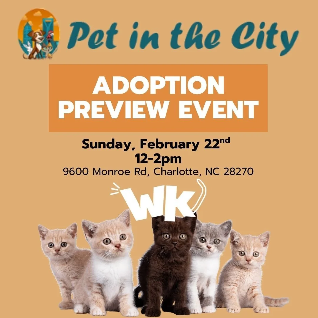 Adoption Preview Event: Pet in the City (Sun. Feb. 22)