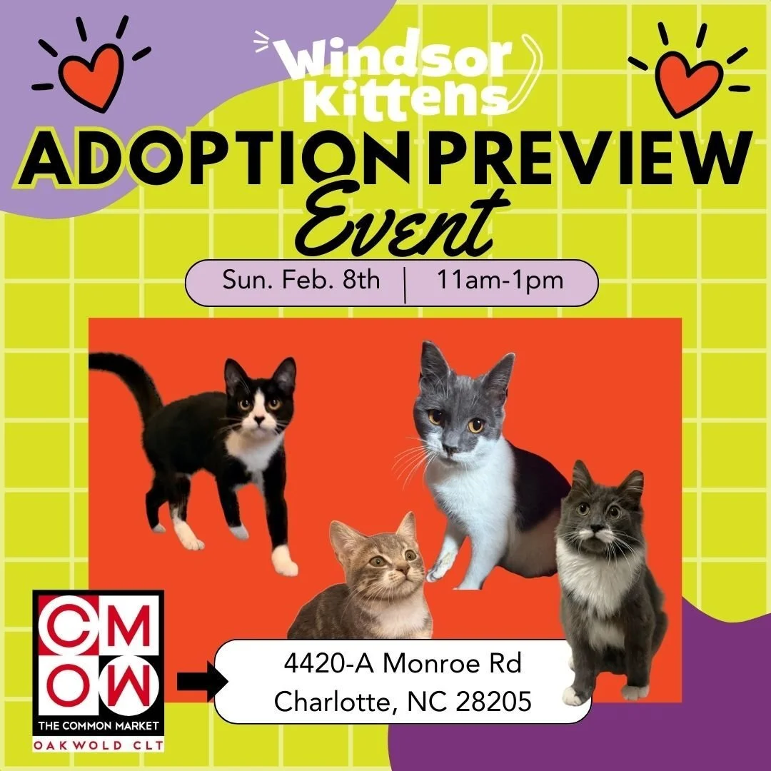 Adoption Preview Event: Common Market Oakwold (Sun. Feb. 8)