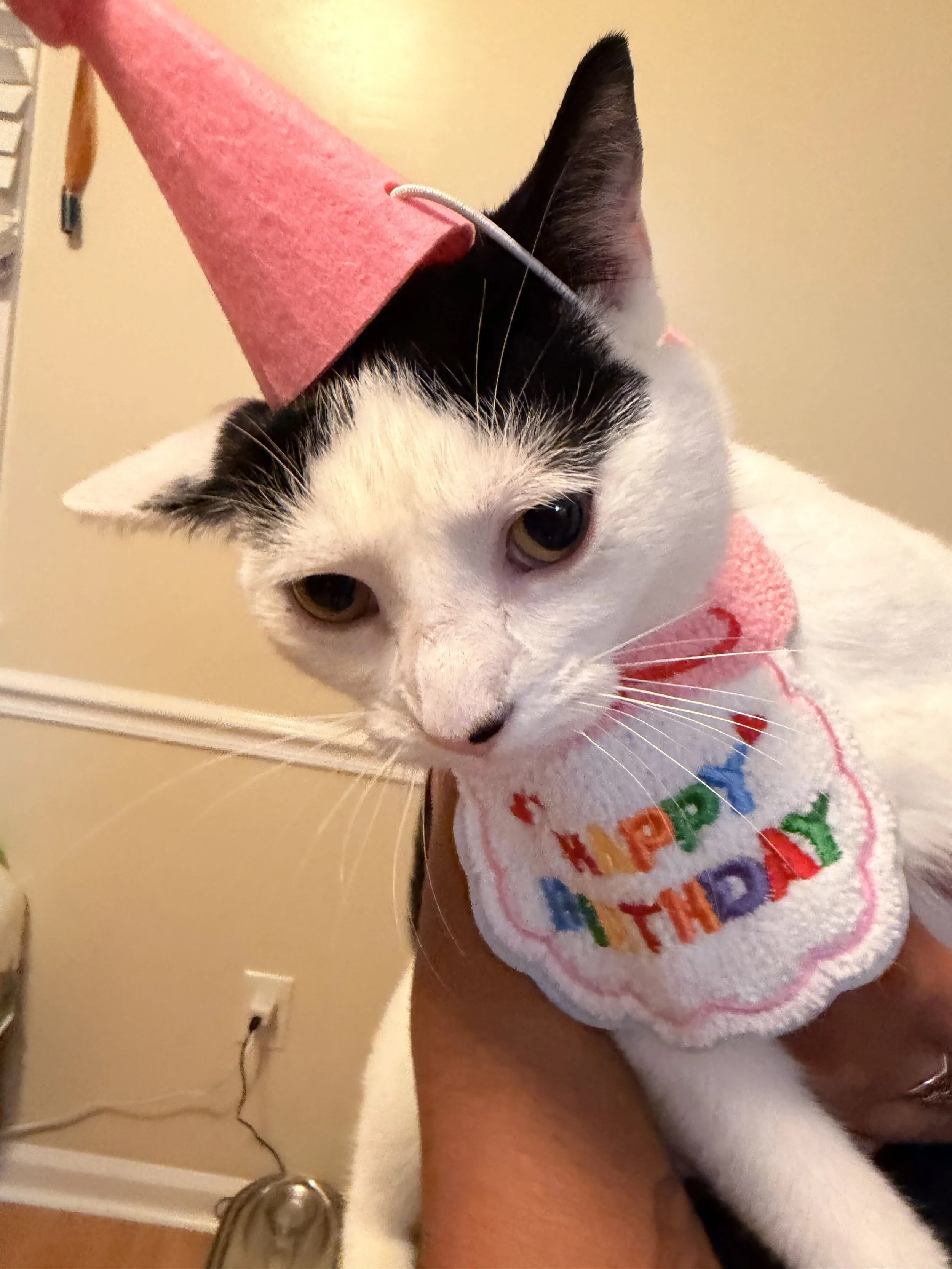 Paws & Celebrate