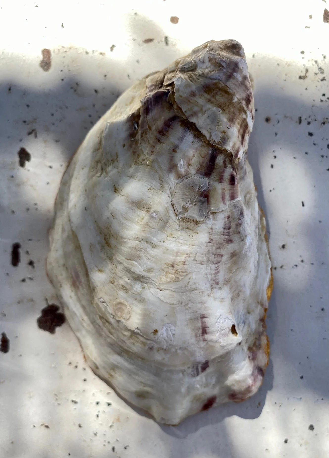 yvaeric_7944.jpg