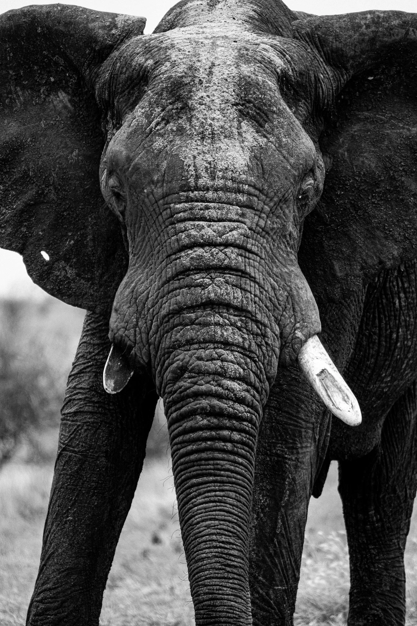 Kruger Shalati - The Train on the Bridge