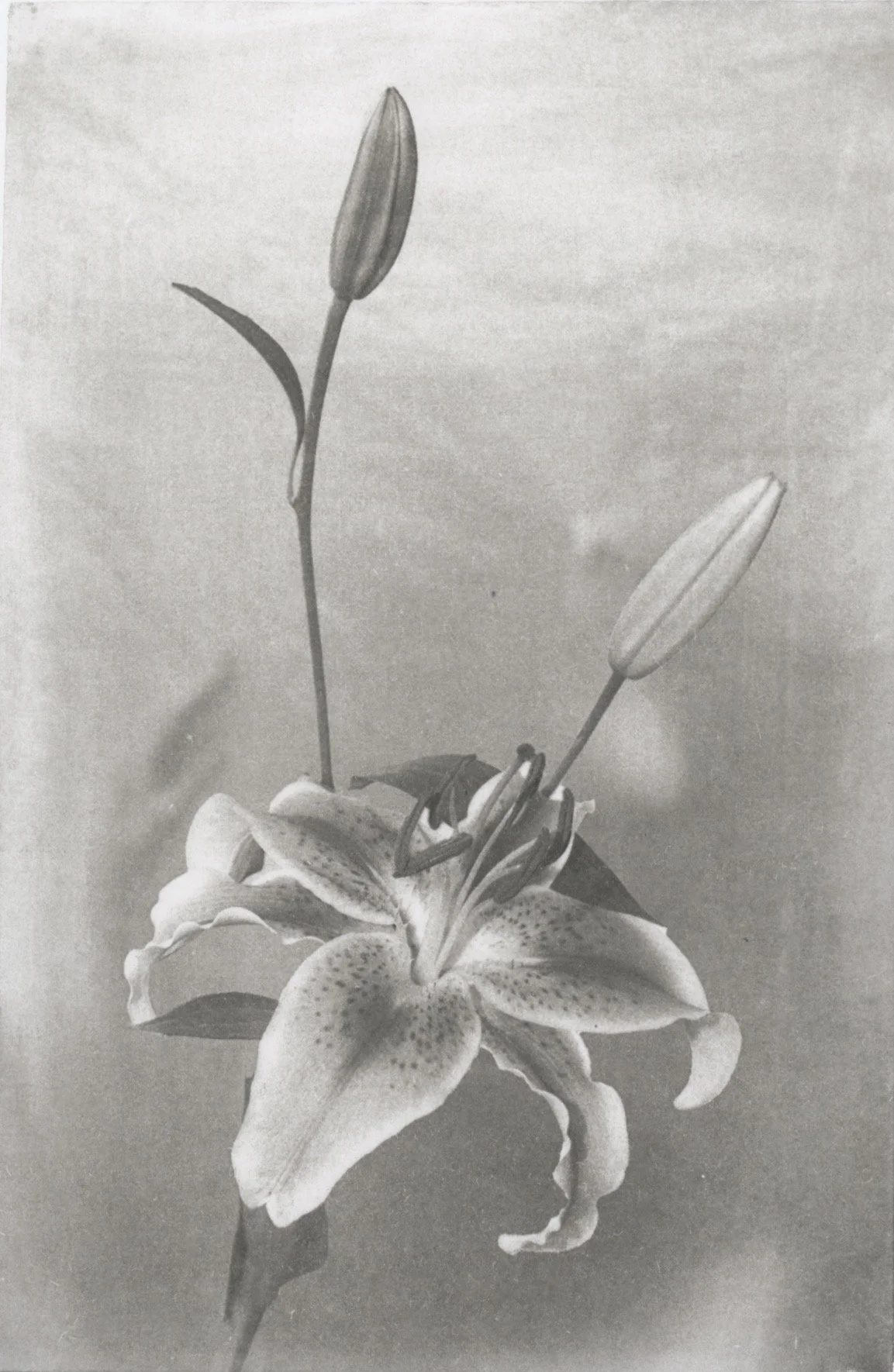 Blooms of Endearment