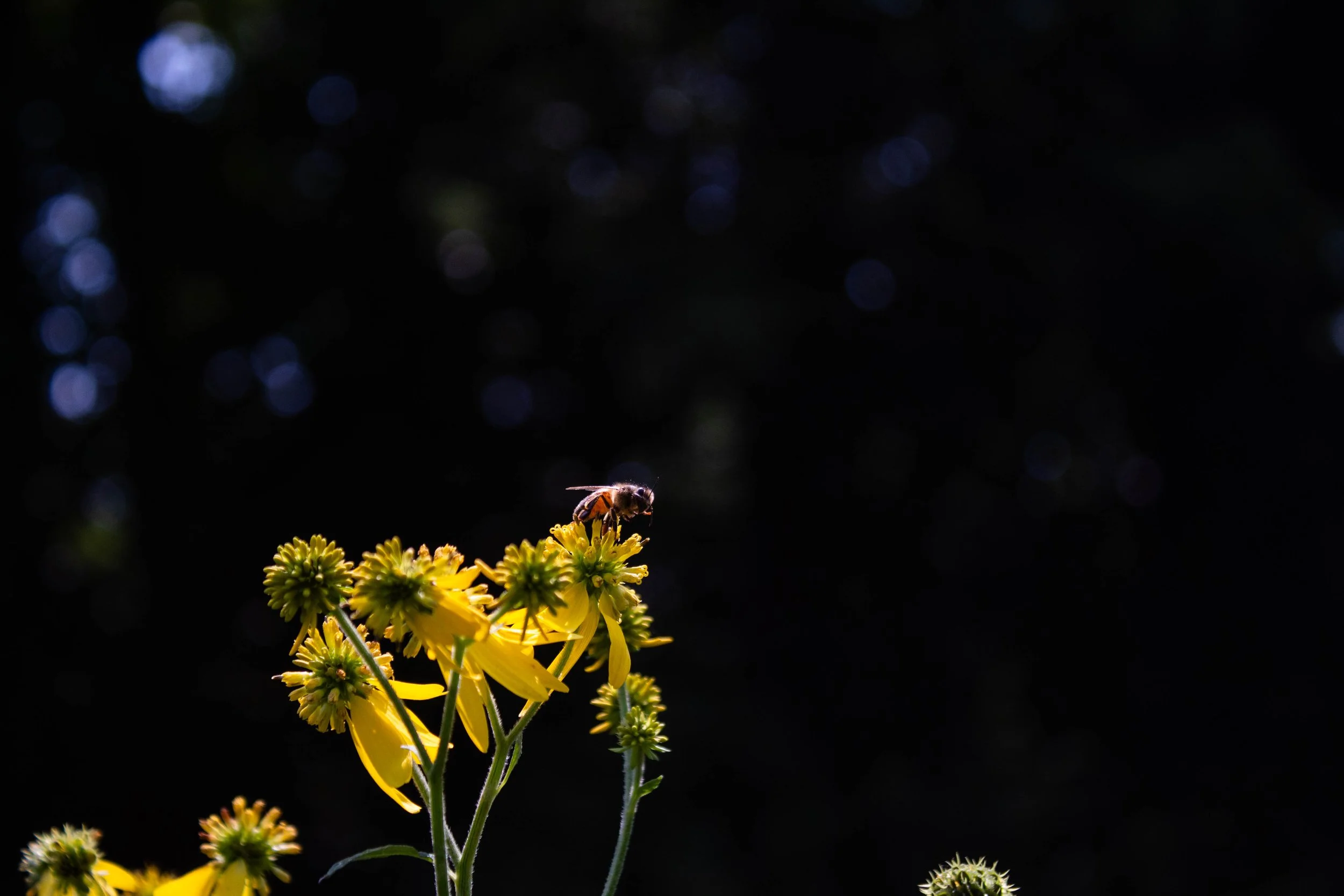 IMG_4862.jpg