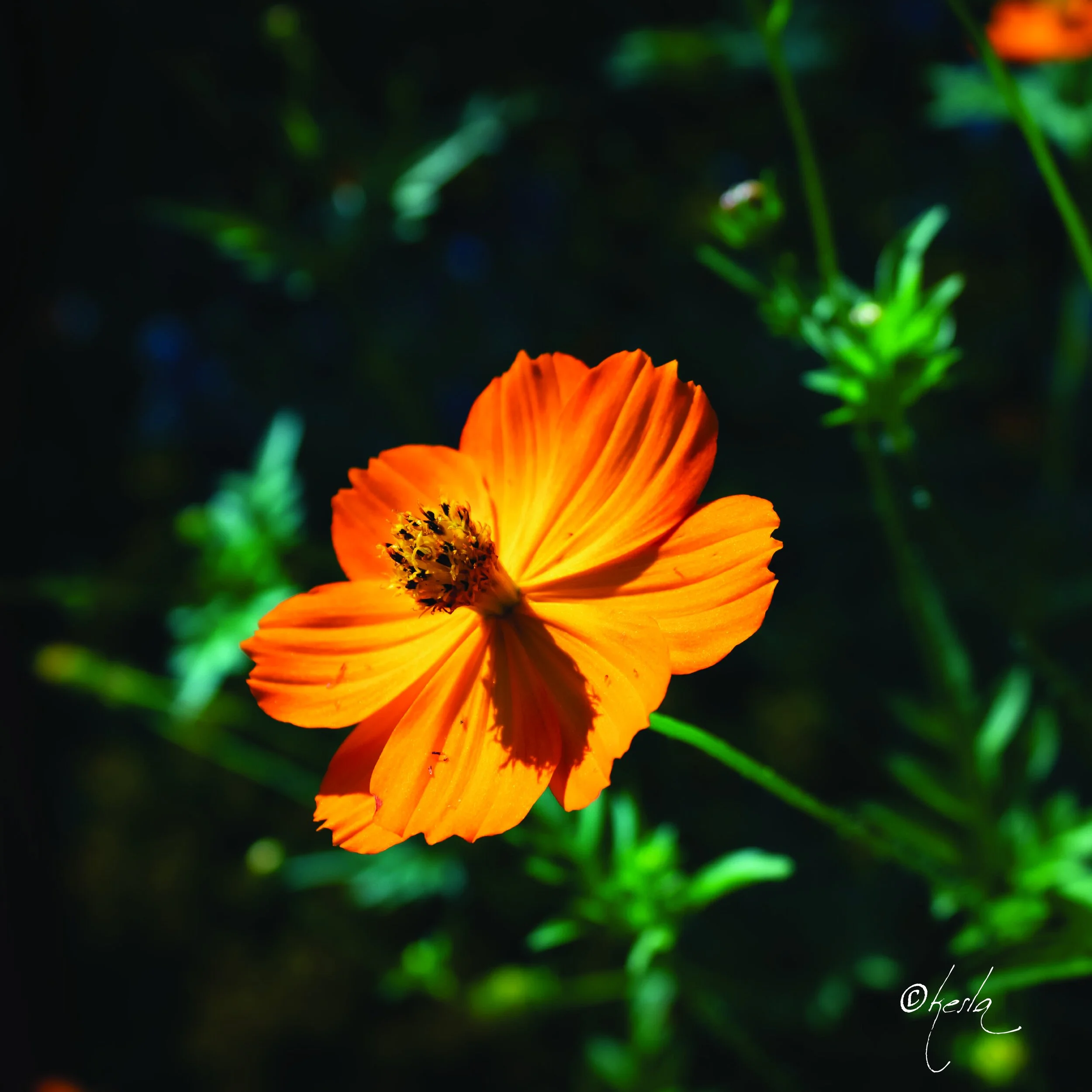 flower_final-01.jpg
