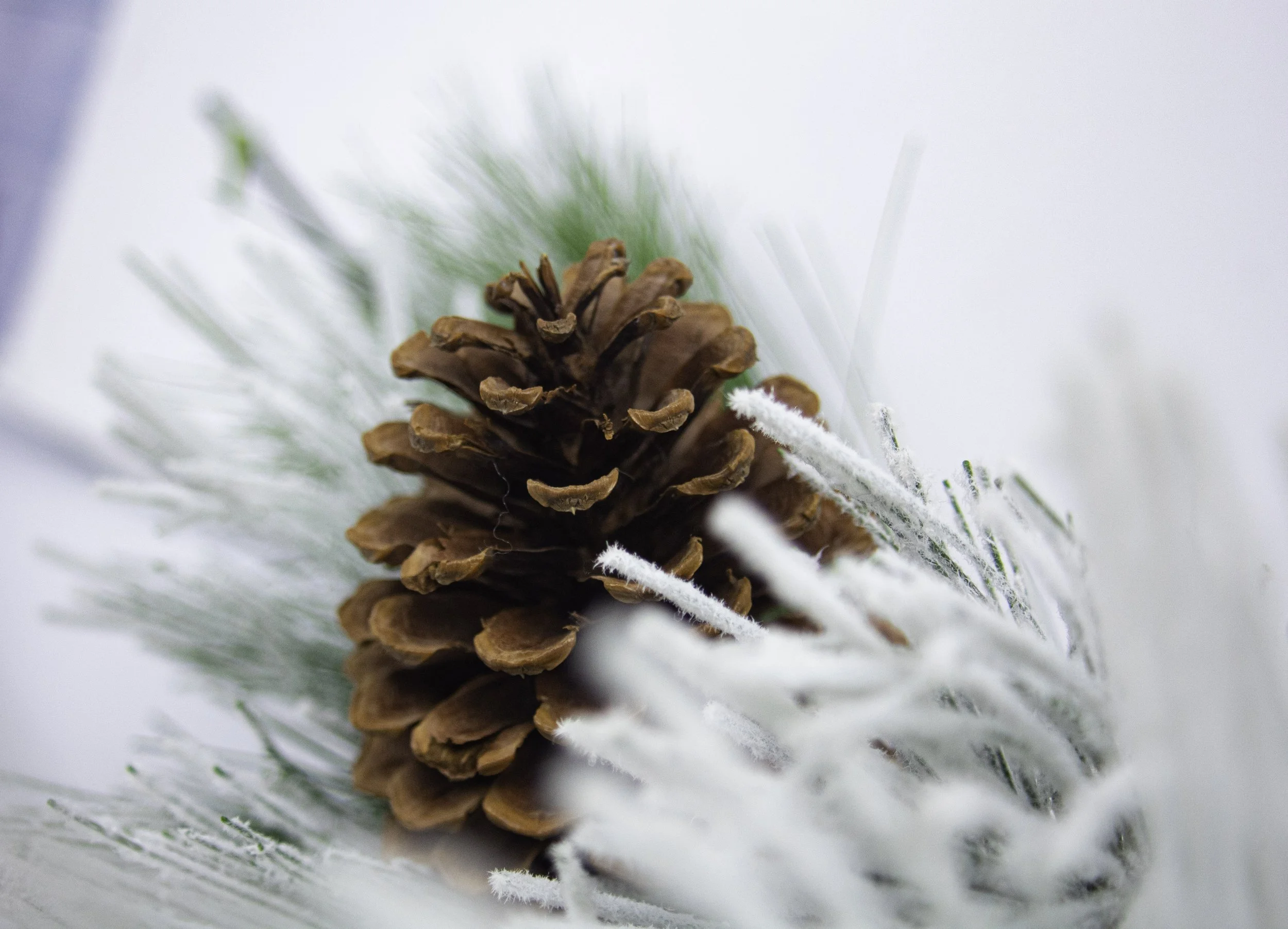 White_Photo3.jpg