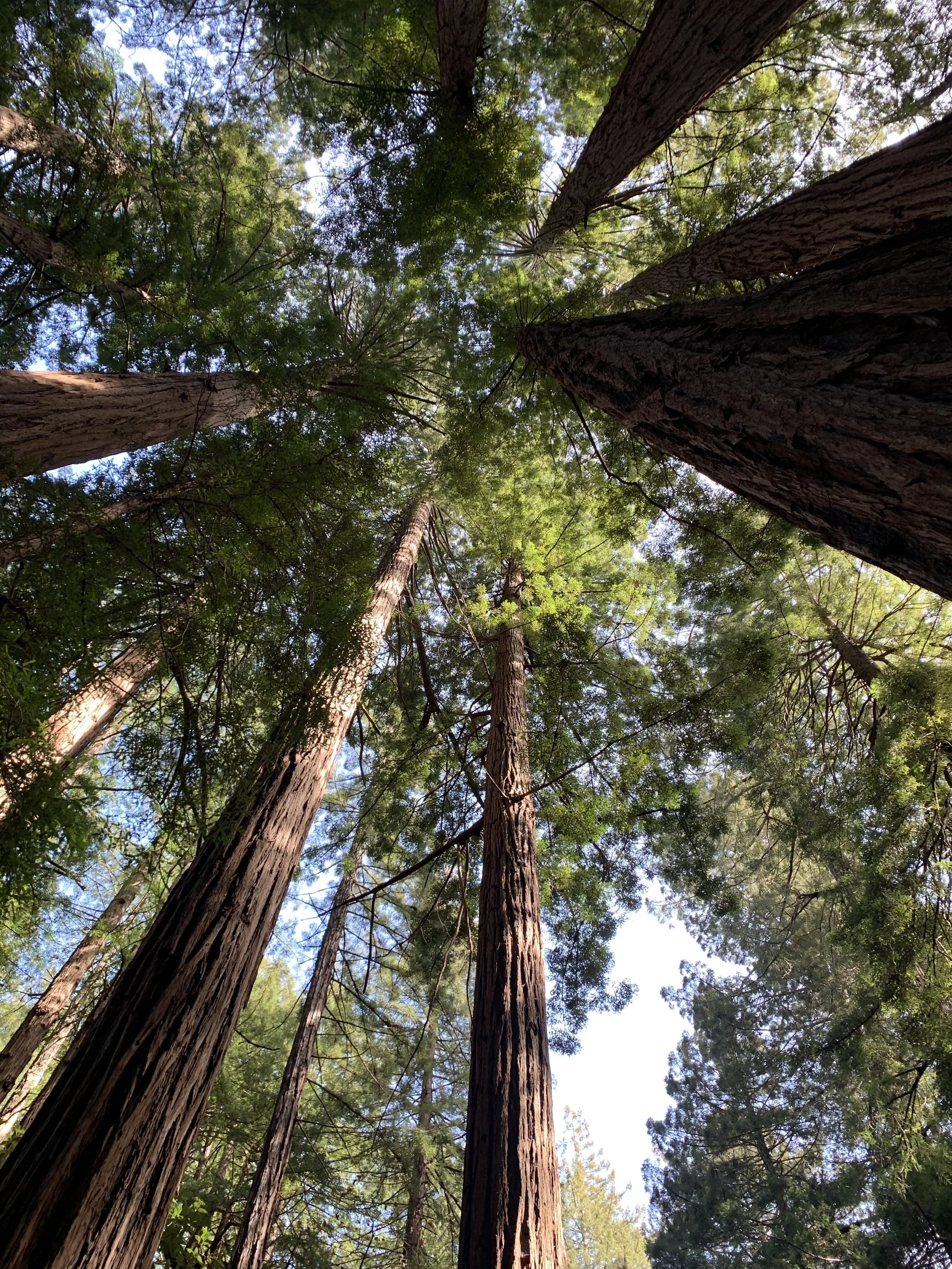 Looking up at tall trees with green foliage in a forest canopy.