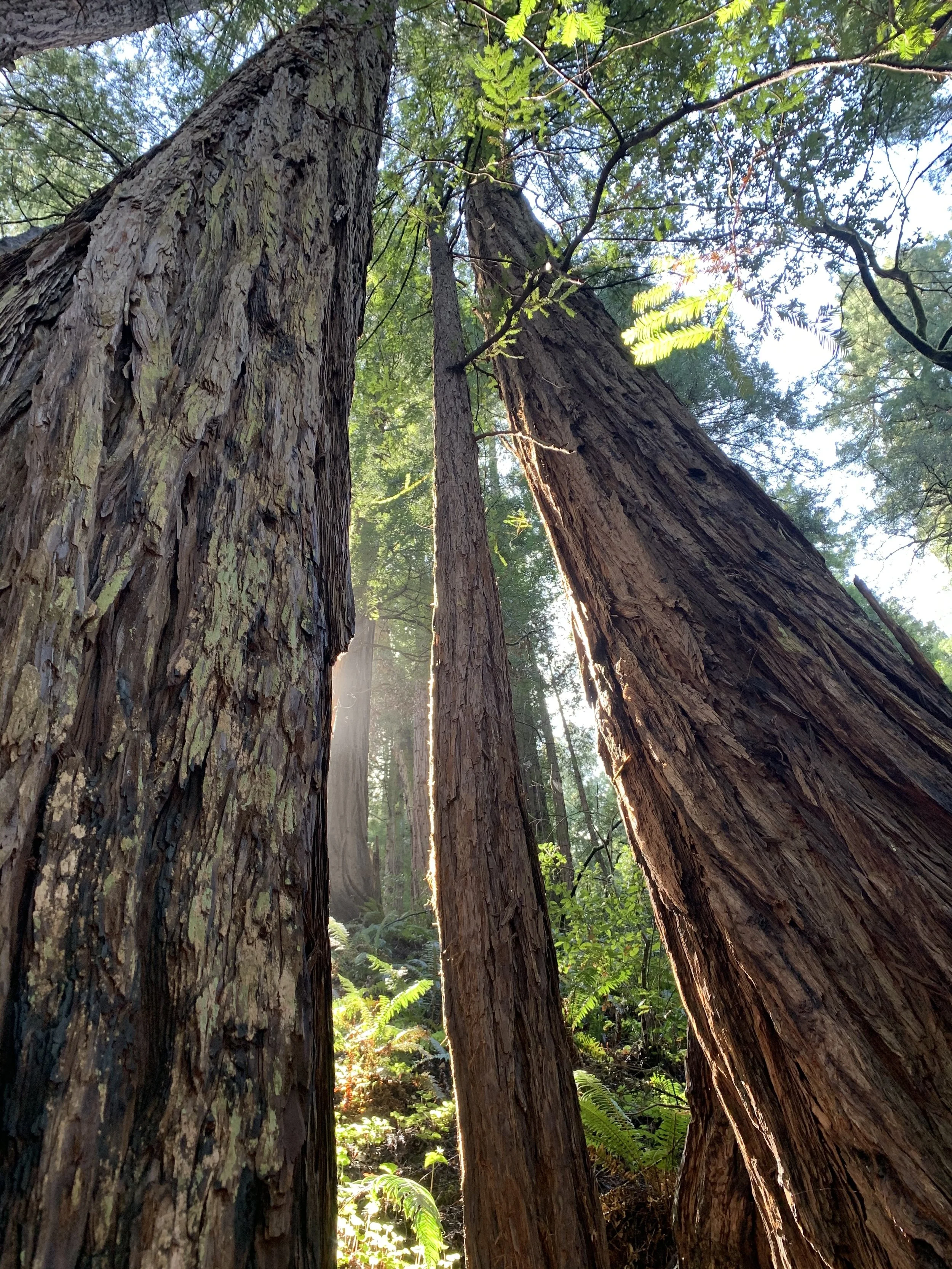 Close-up view of towering redwood trees in a forest with sunlight filtering through green foliage.