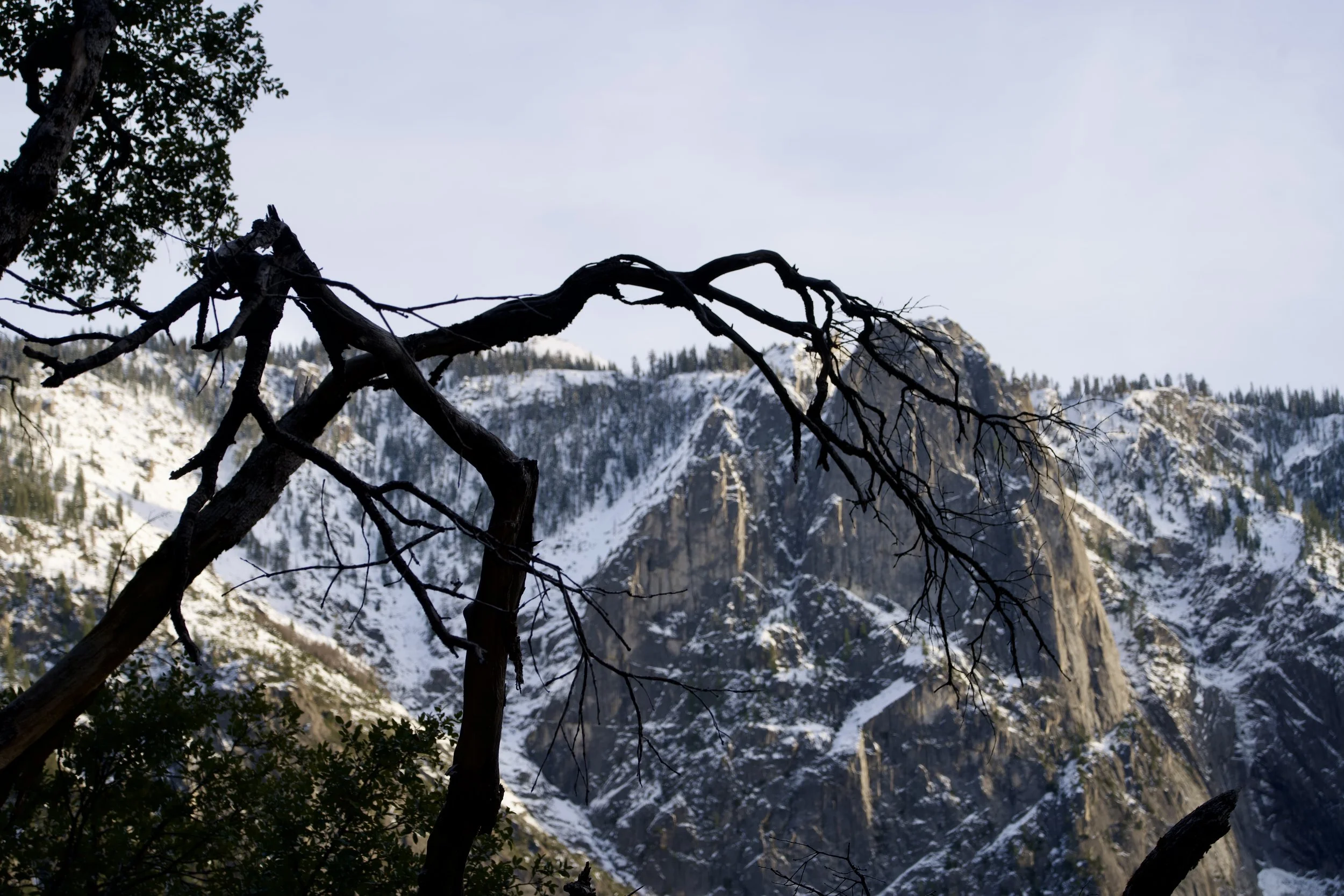 A leafless, fallen tree branch in the foreground against snowy mountains and pine trees in the background.