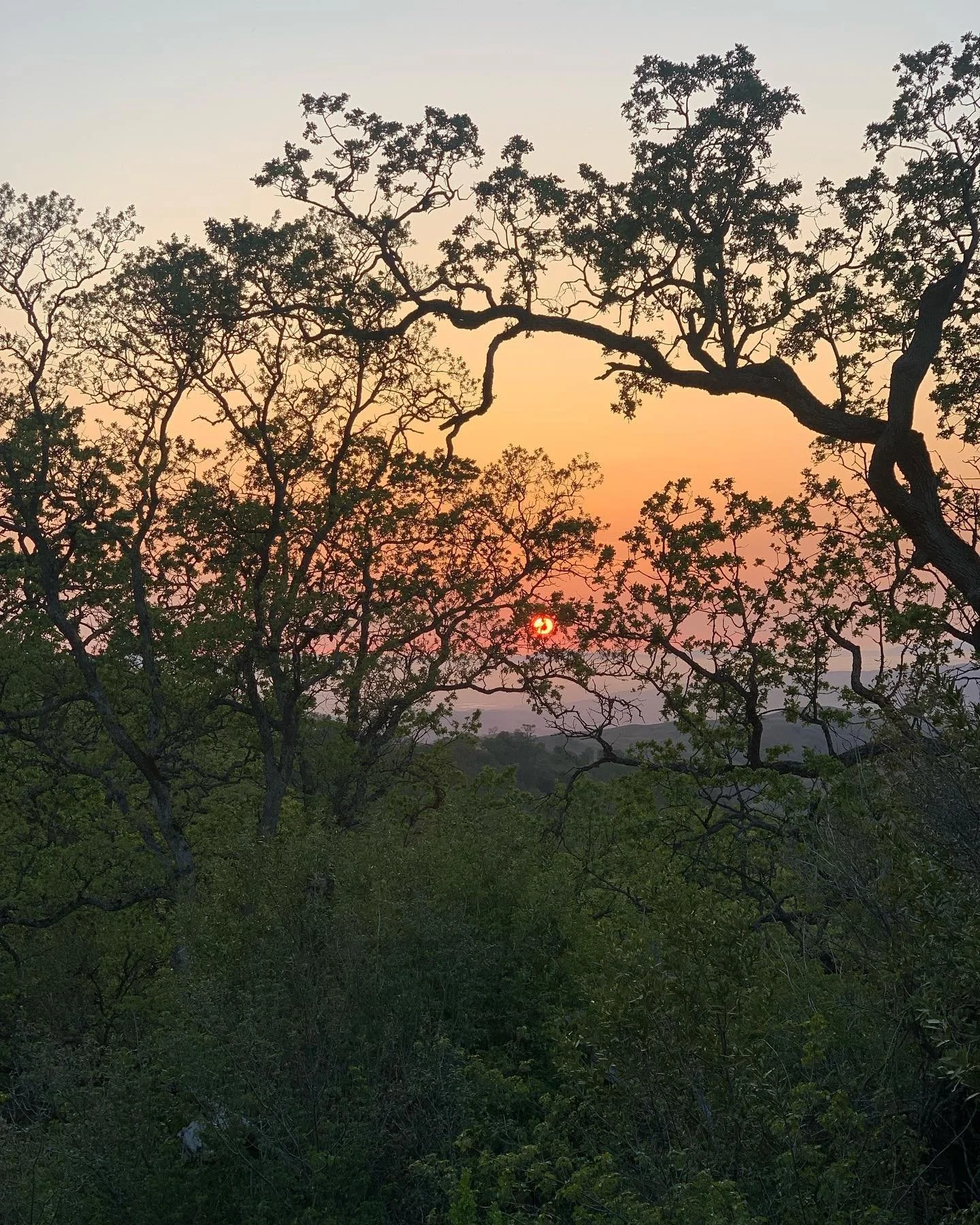 Sunset over a forest with silhouetted trees and the sun visible near the horizon.