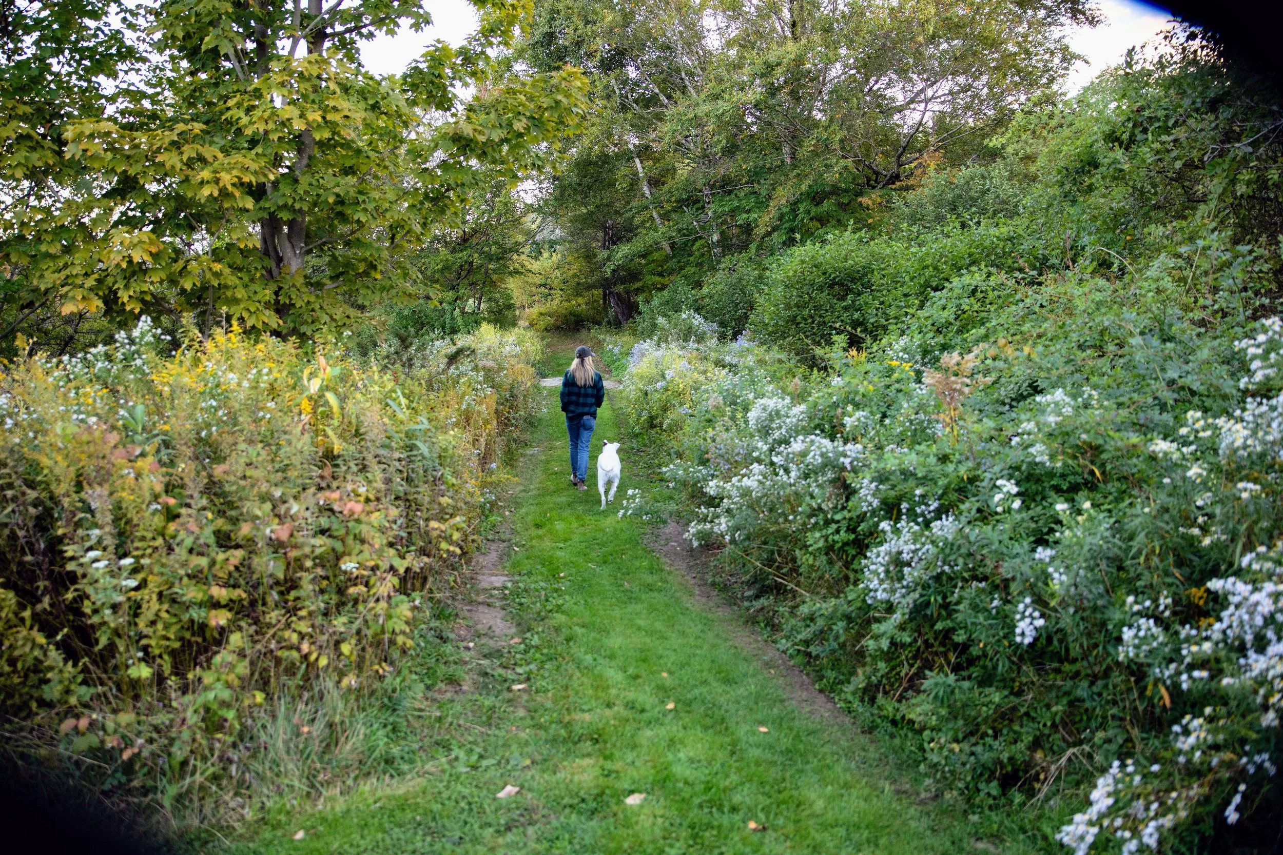 A person walking a white dog down a grassy trail surrounded by lush green bushes and trees.