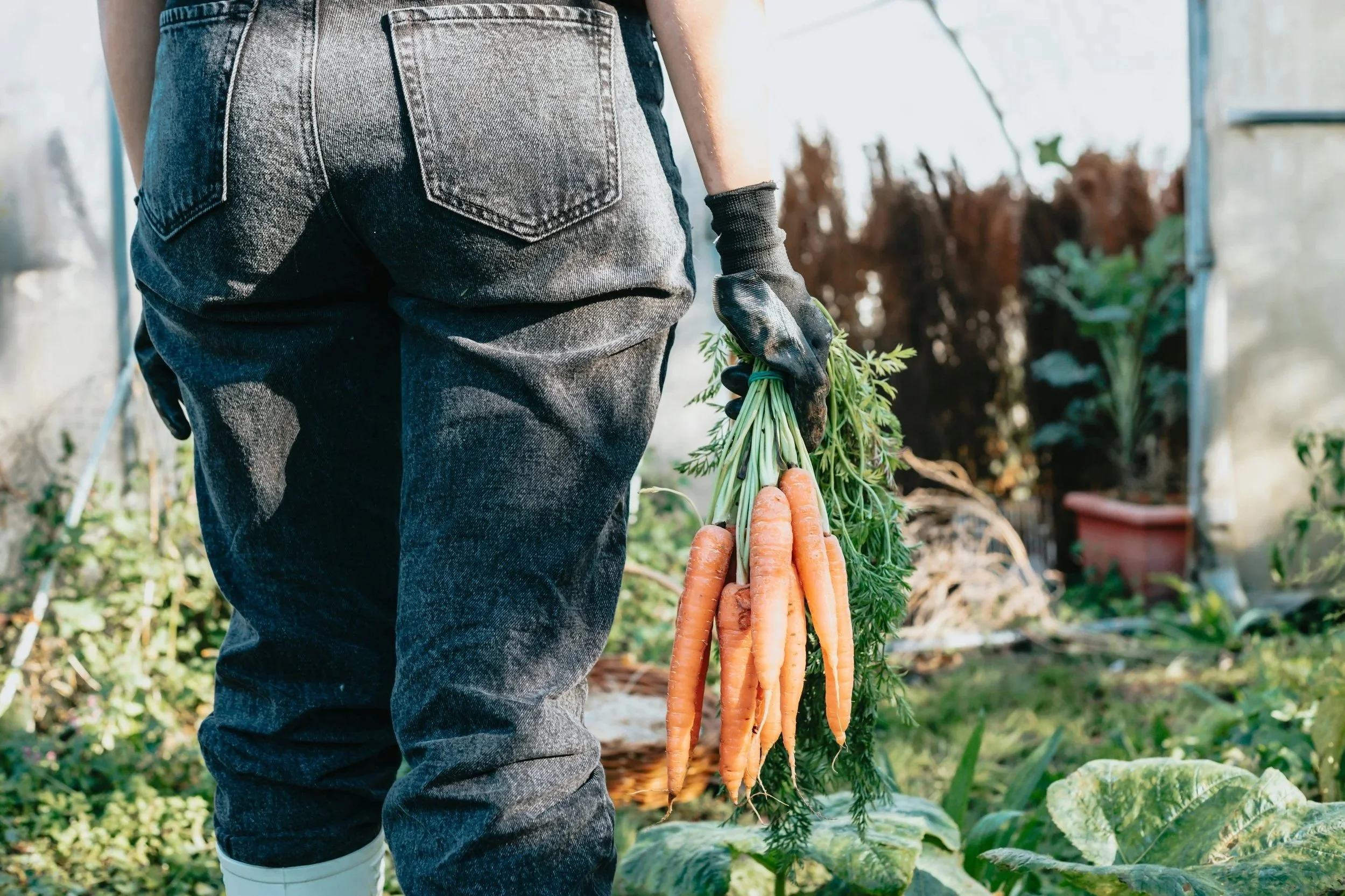 Person wearing black gloves and blue jeans holding a bunch of freshly harvested orange carrots by their green tops in a garden.