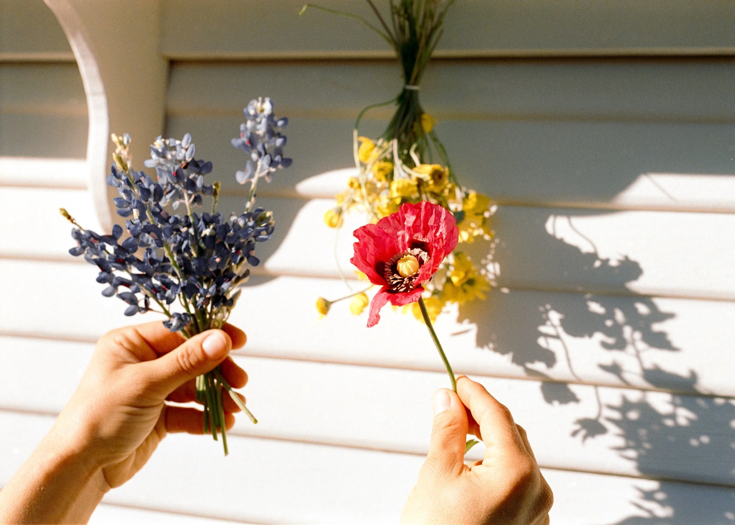 Two hands holding fresh flowers against a white wooden wall, one with blue flowers and the other with a pink flower, with shadows cast by the flowers on the wall.