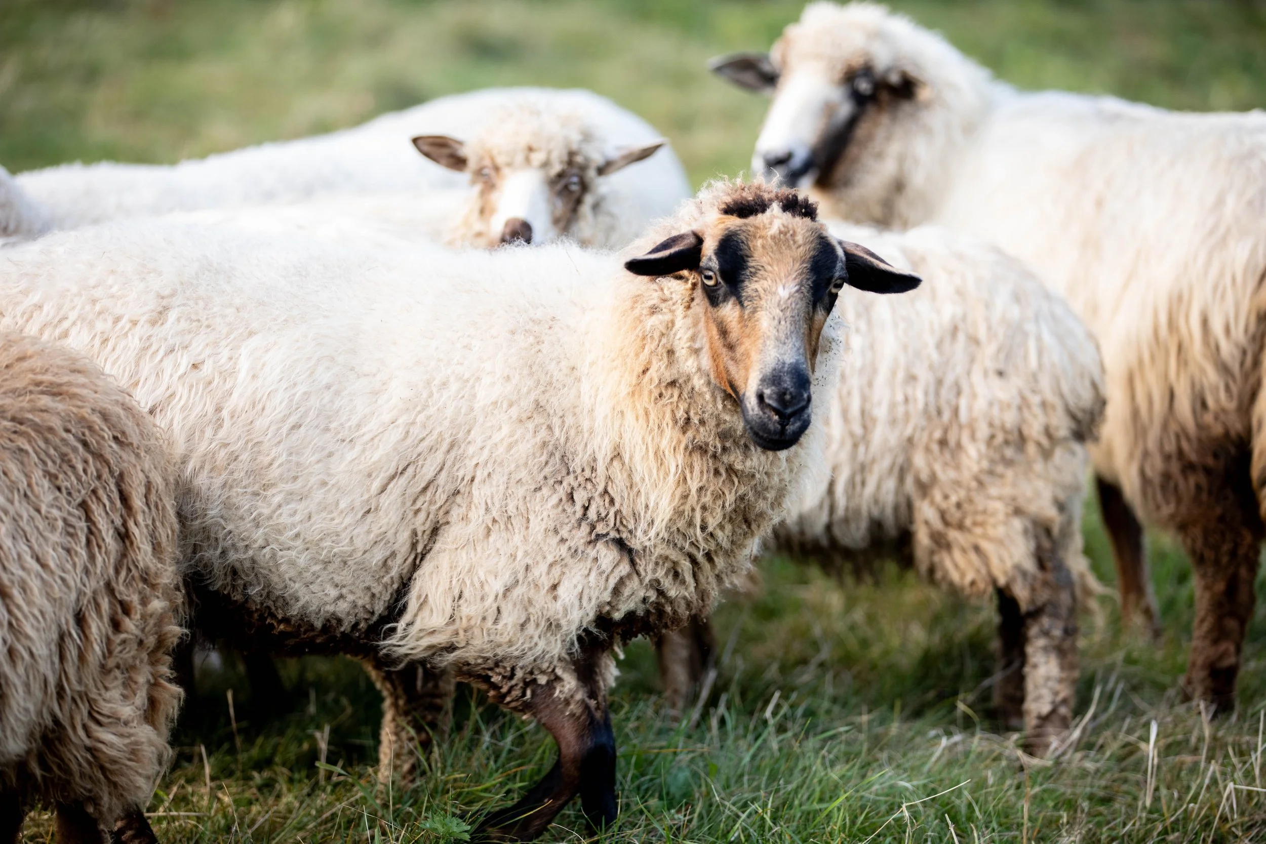 sheep