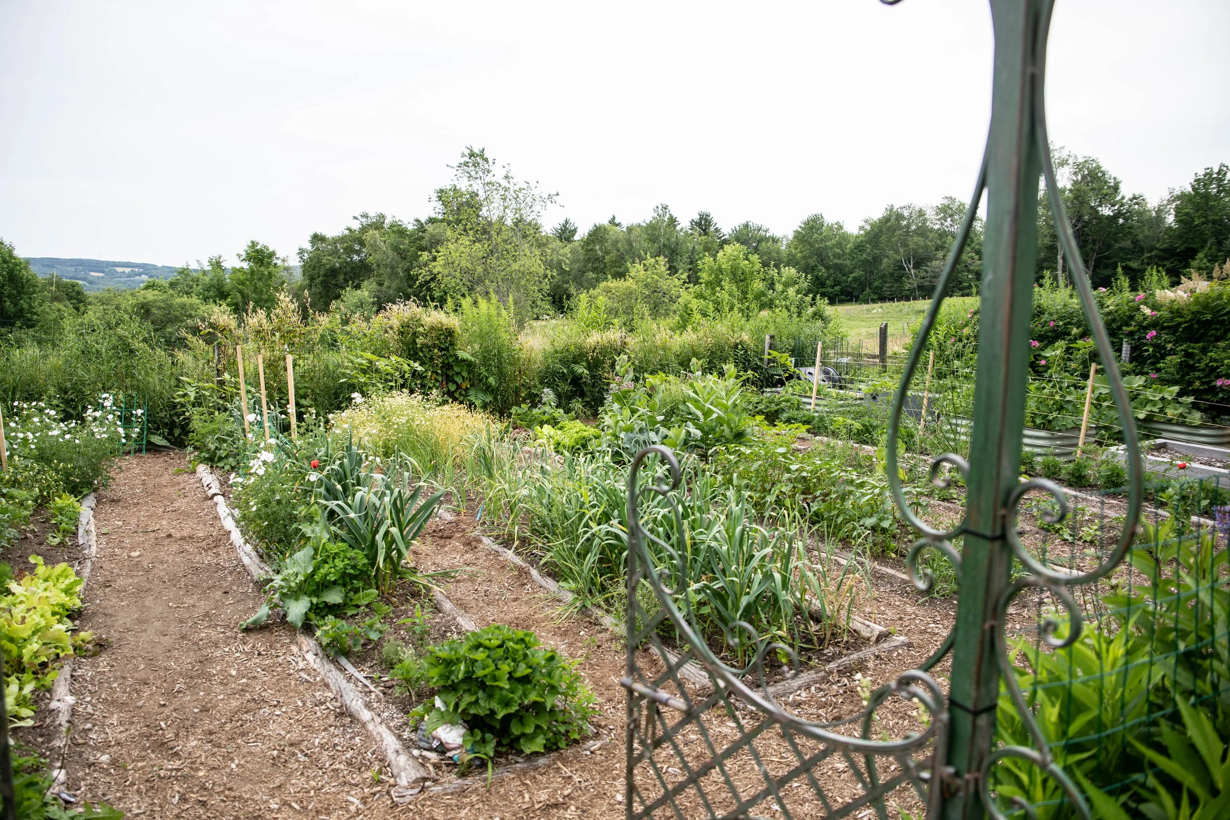 A garden with vegetable beds and greenery, viewed through a metal fence gate on a rural landscape.