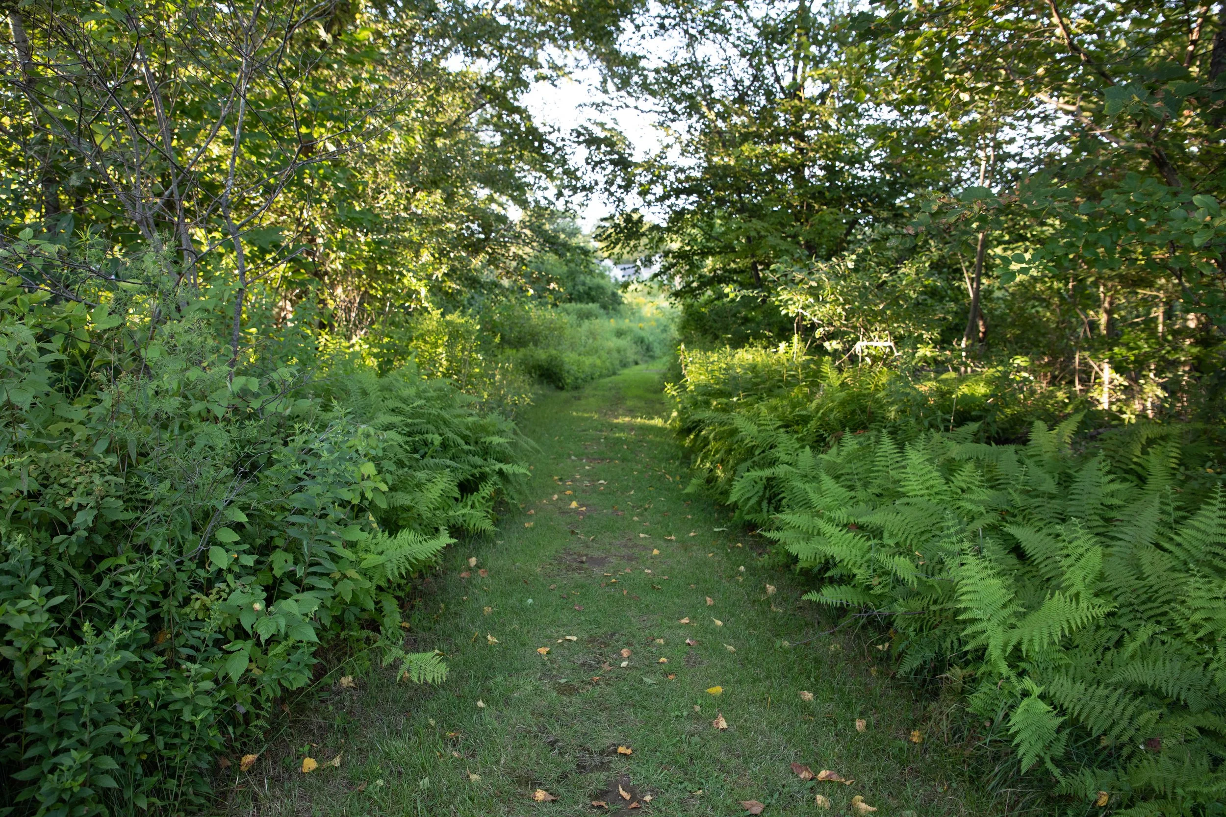 A lush green trail lined with ferns at a nature retreat in Maine, perfect for a peaceful hike.