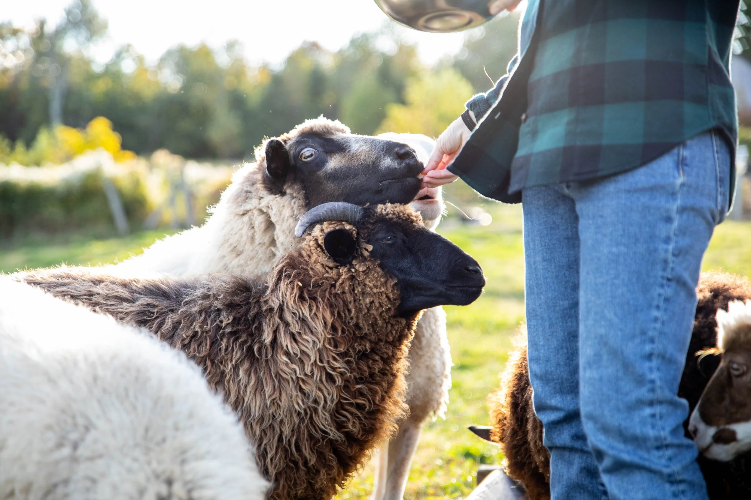 Person feeding a black sheep lamb among other sheep outside in a field on a sunny day.