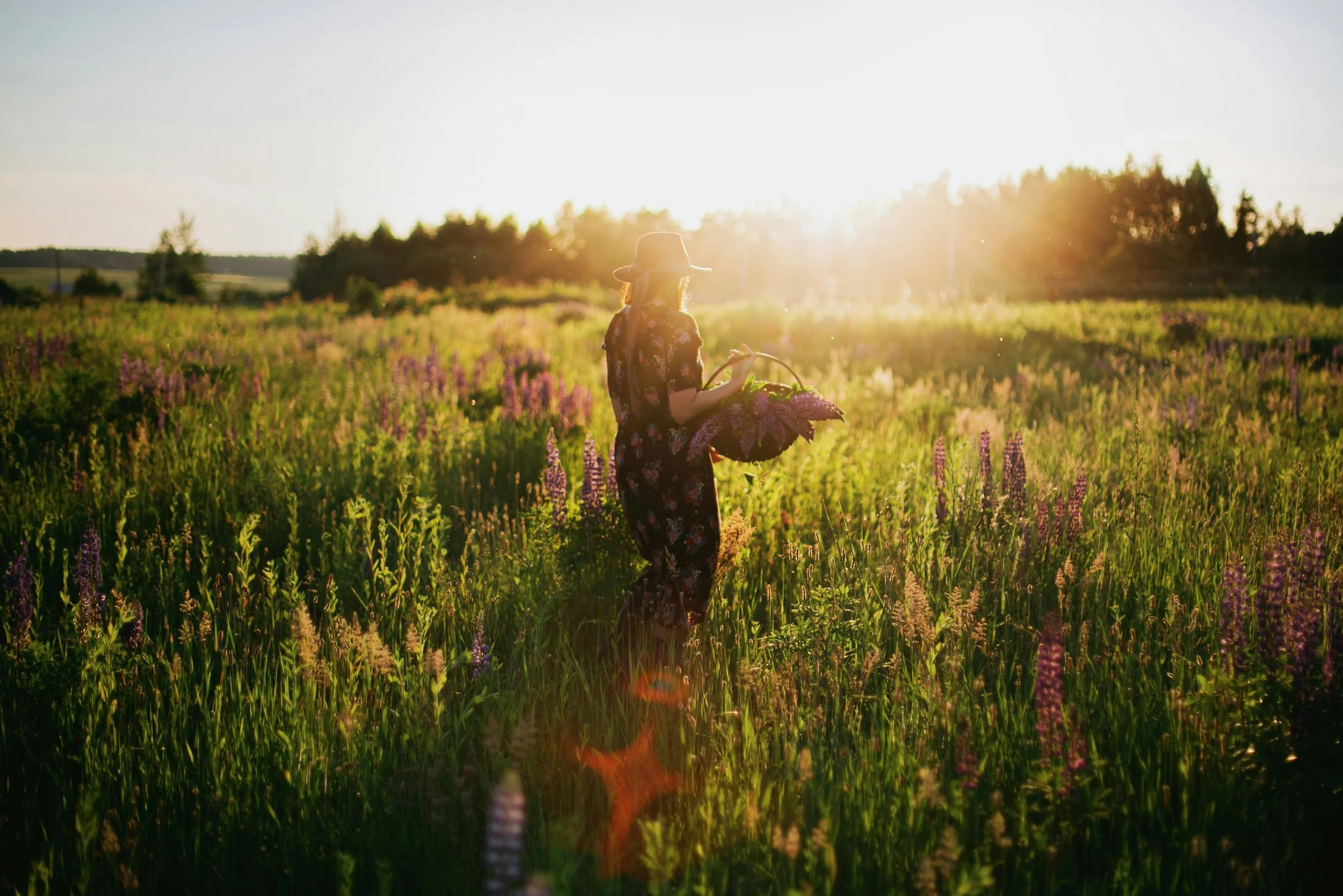 A woman picks lupines in a sun-drenched field during her golden hour at nature retreat in Maine